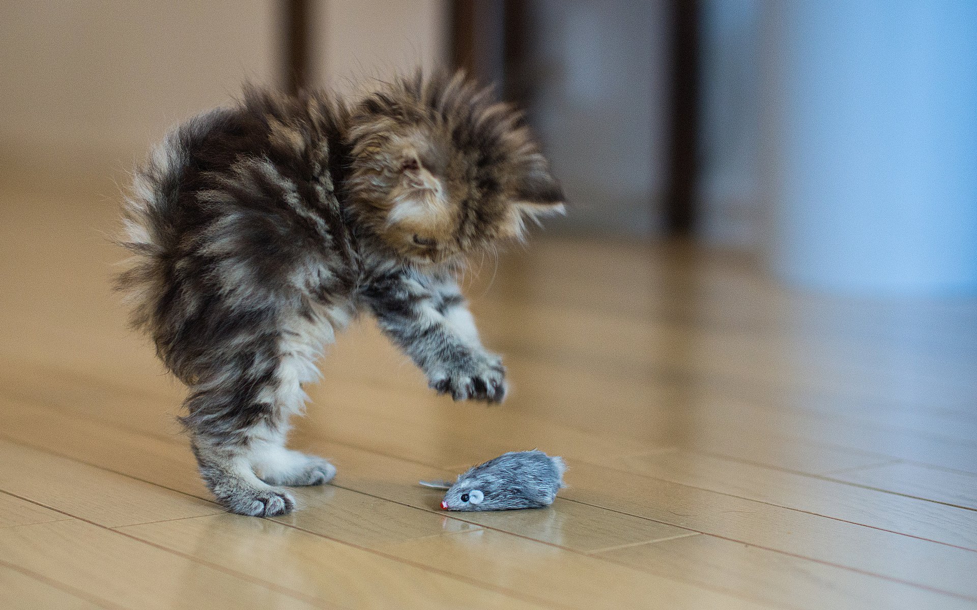 gato gatito susto situación juguete ratón género gris peludo