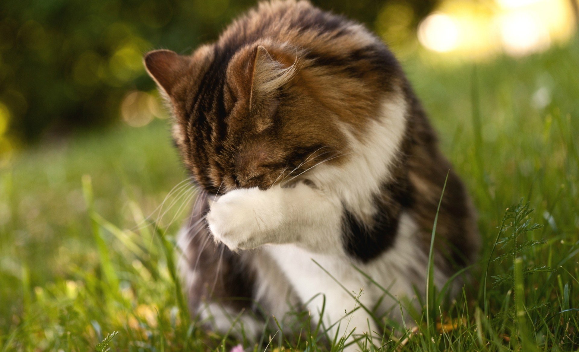 gatti gatto zampa erba verde natura sfondo carta da parati