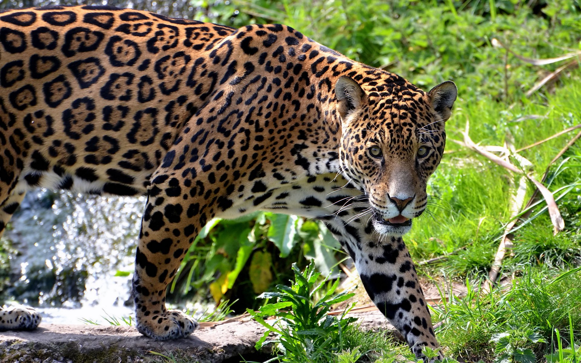 jaguar hocico bigote depredador