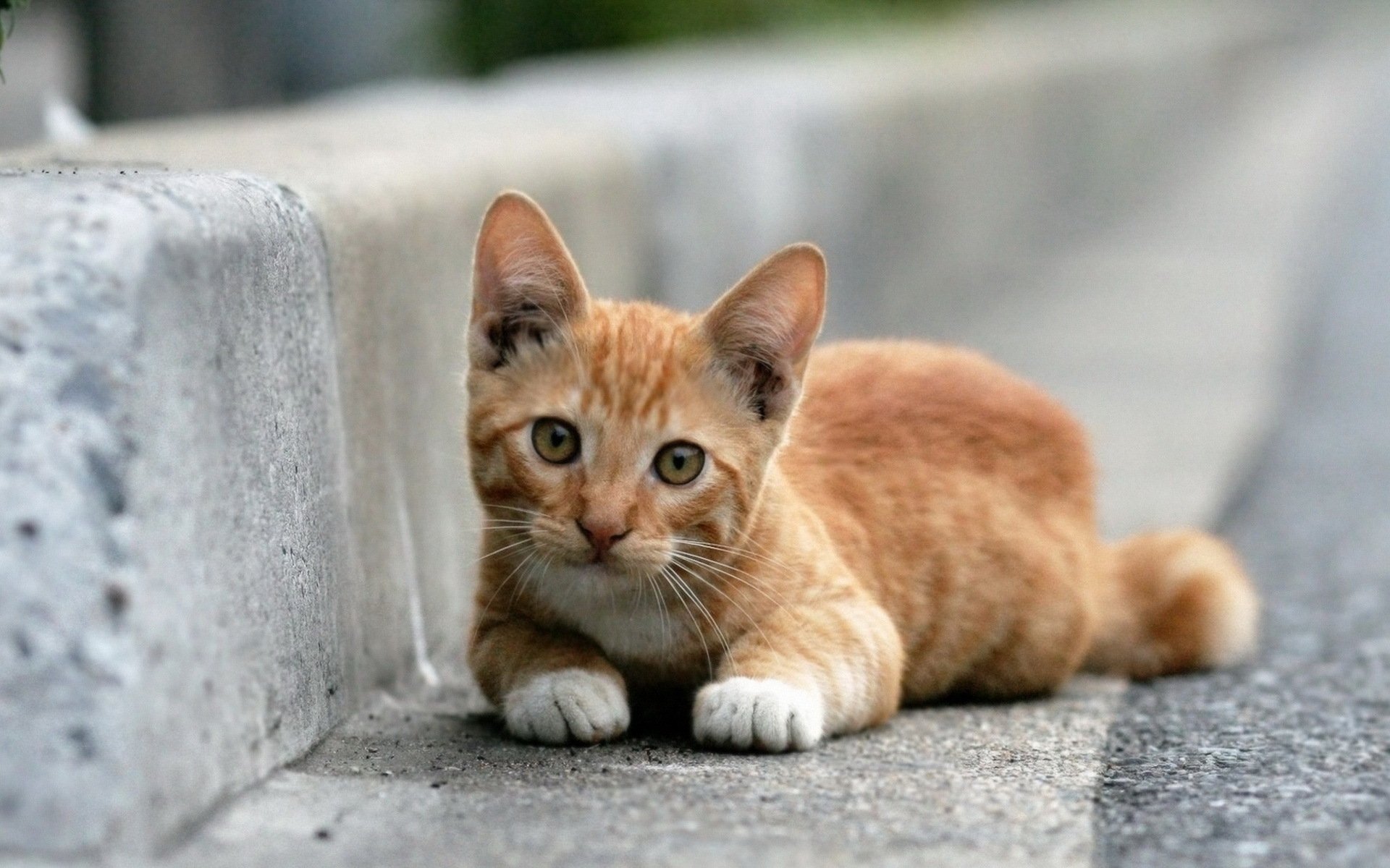 katze rot liegt schaut zu