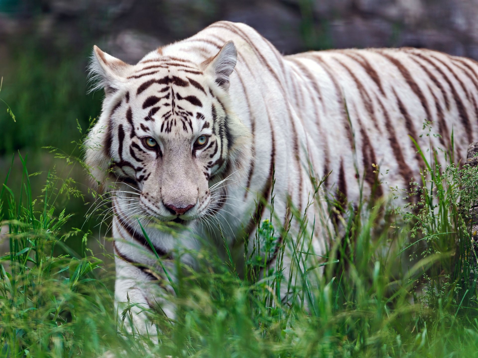 tigre blanc prédateur herbe