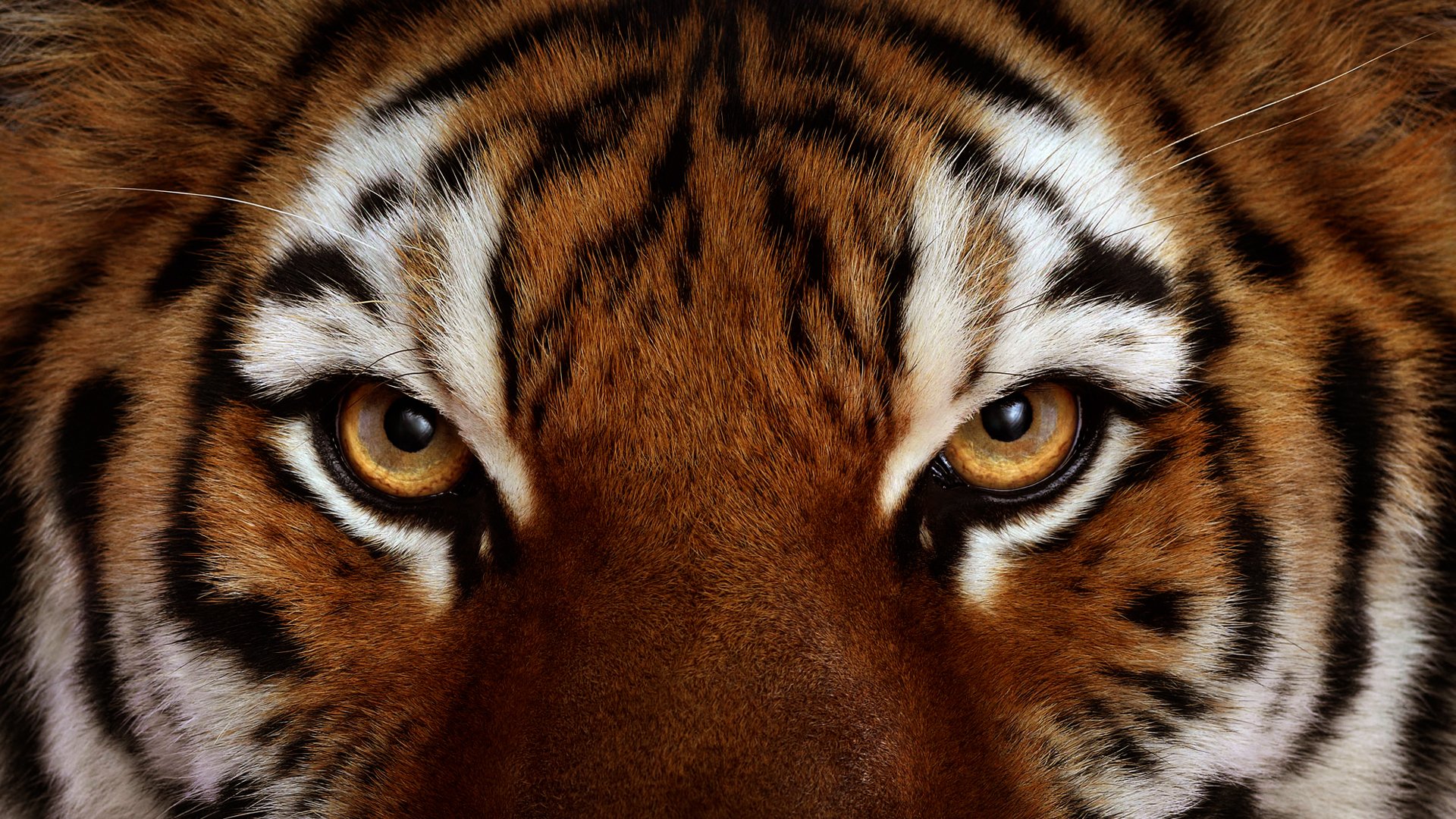 tigre vue yeux laine