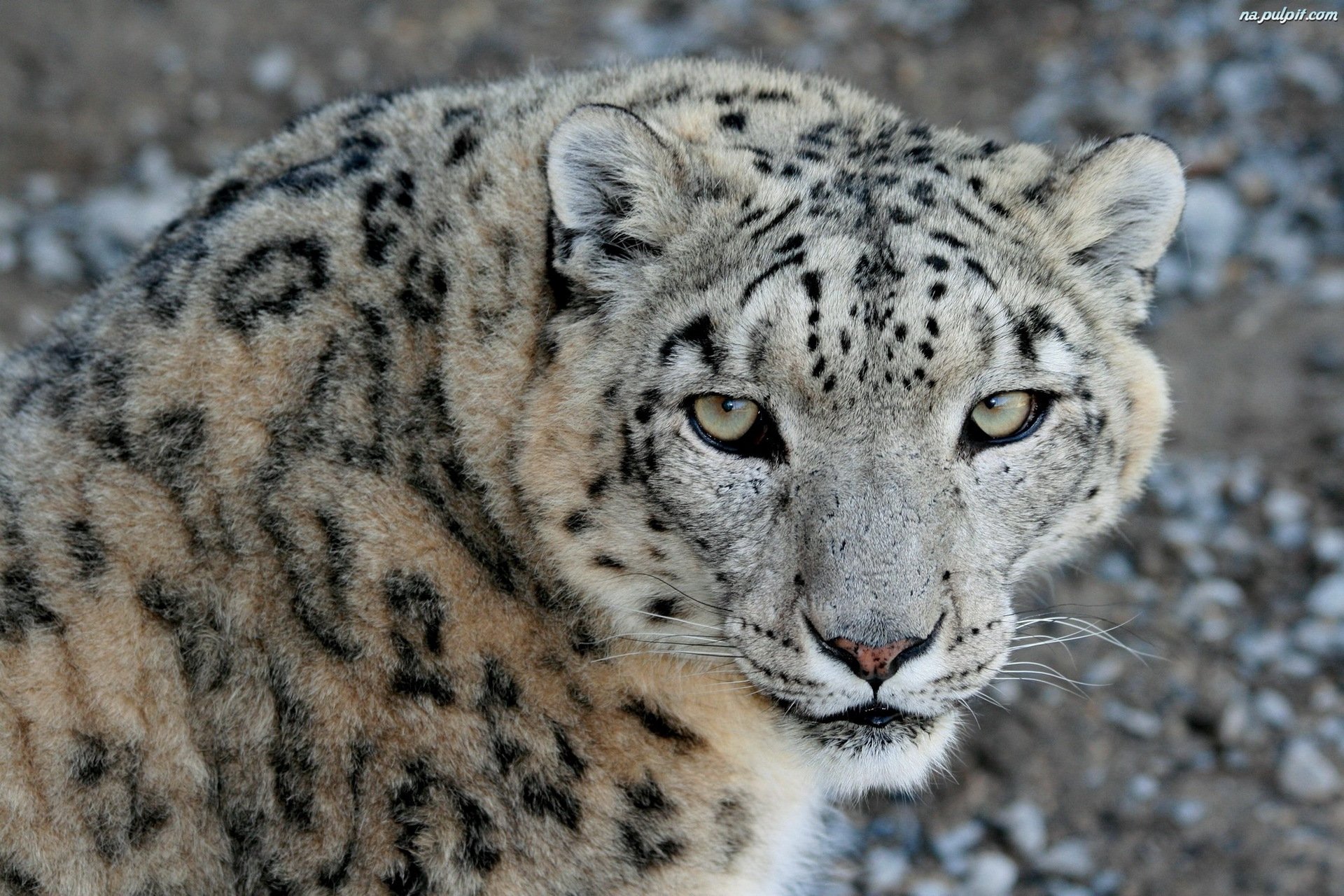 now leopard snow leopard muzzle gaze predator