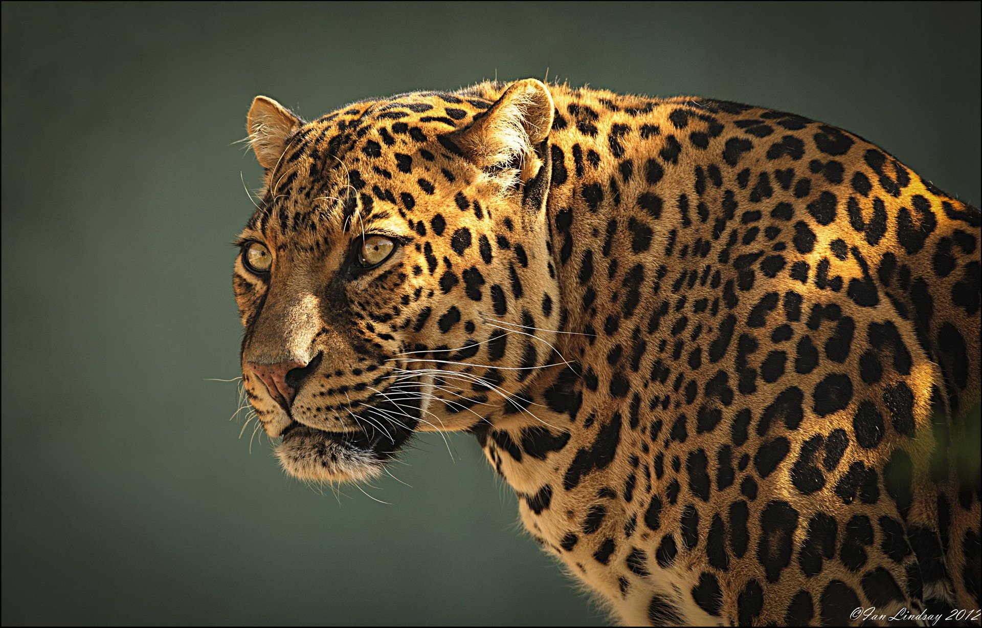 leopard face predator section