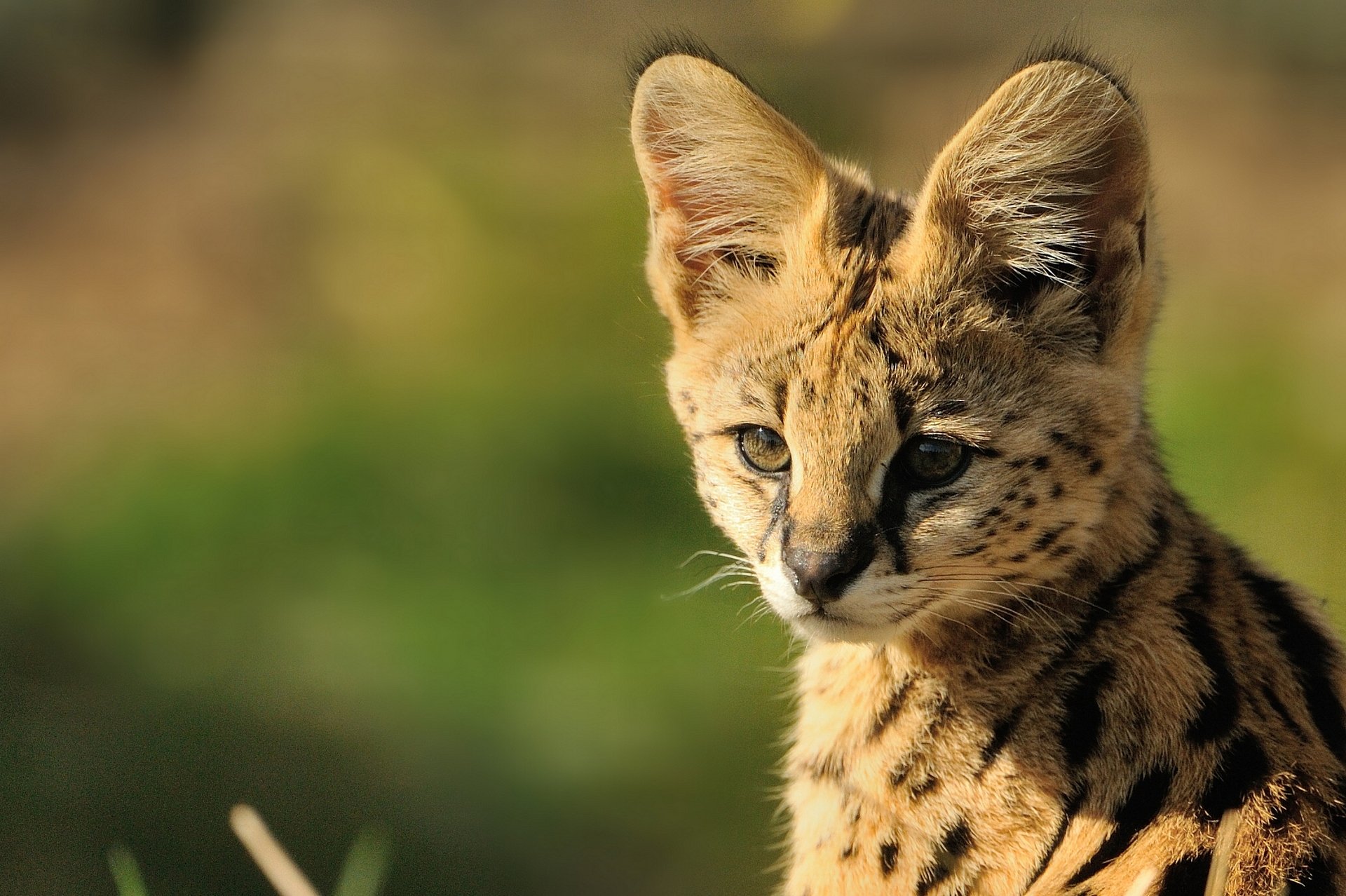 serval museau © anne-marie kalu