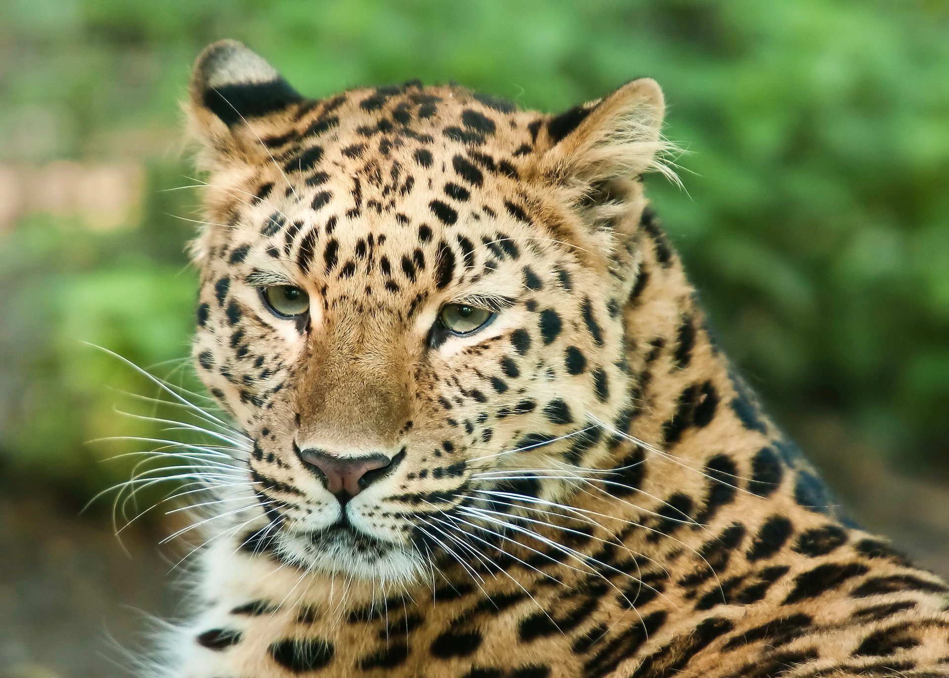 leopardo hocico mirada bigote descanso depredador gato