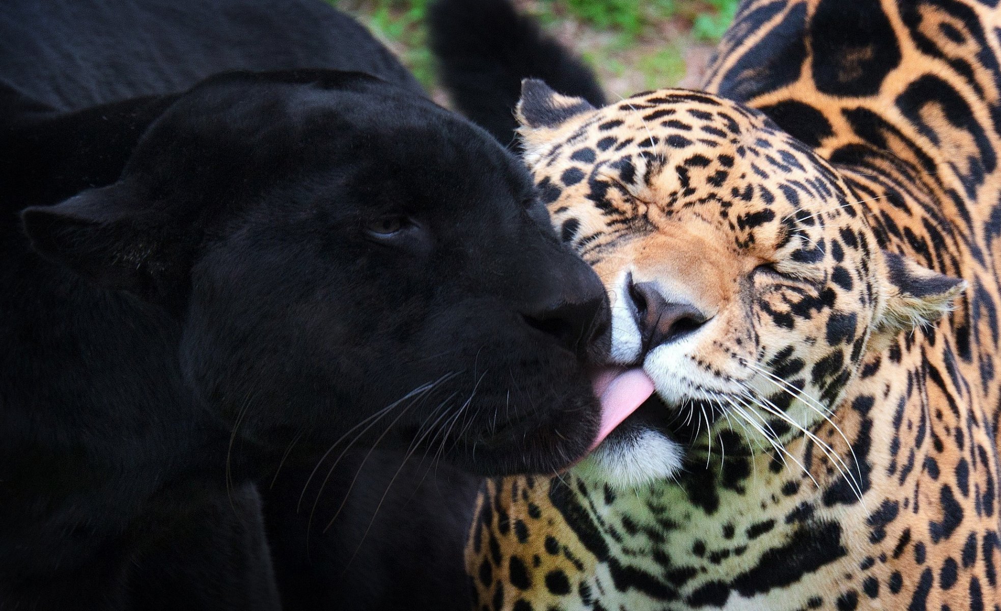 jaguares pantera jaguar negro gatos salvajes