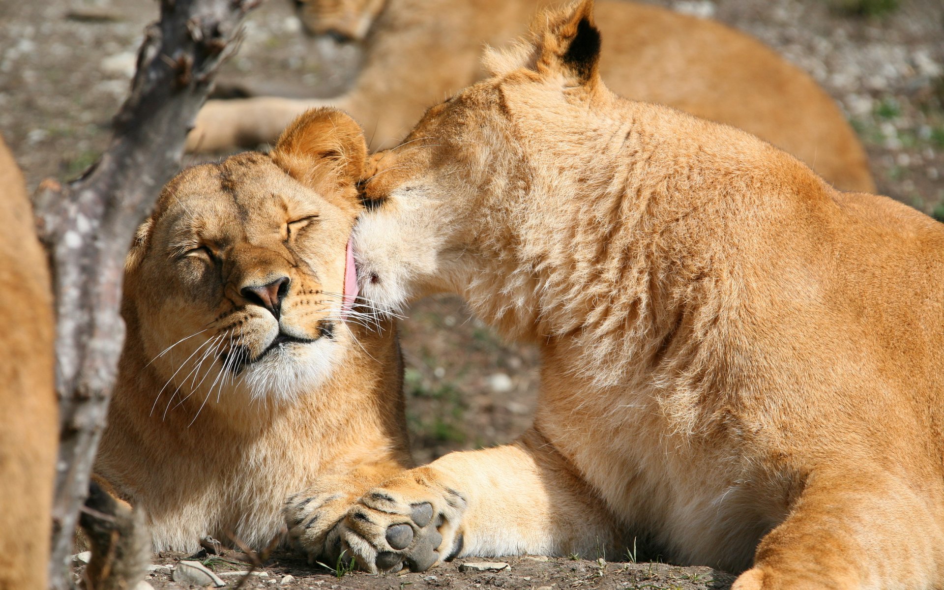 leo lions the pair the weasel