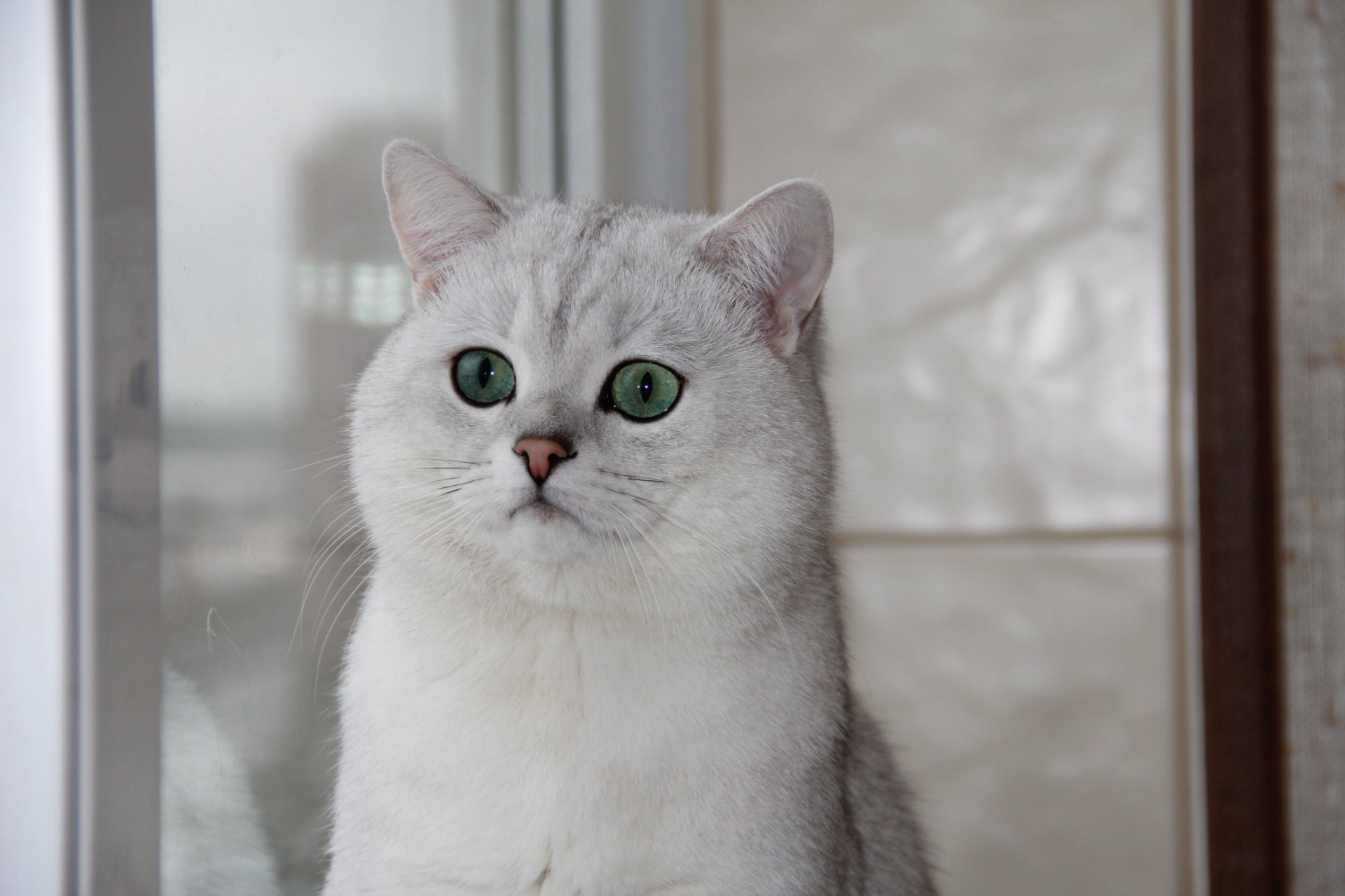 british chinchilla cat green eyes window