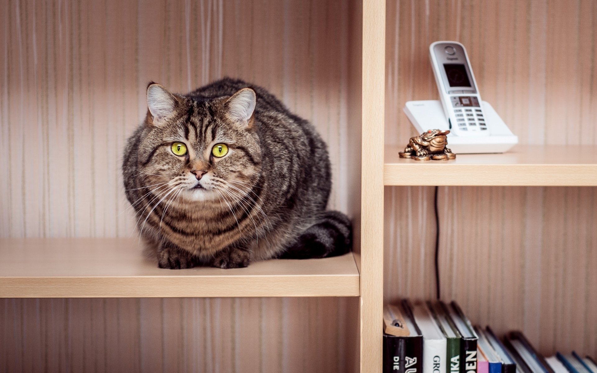 katze katze gestreift sitzen schrank regale telefon bücher