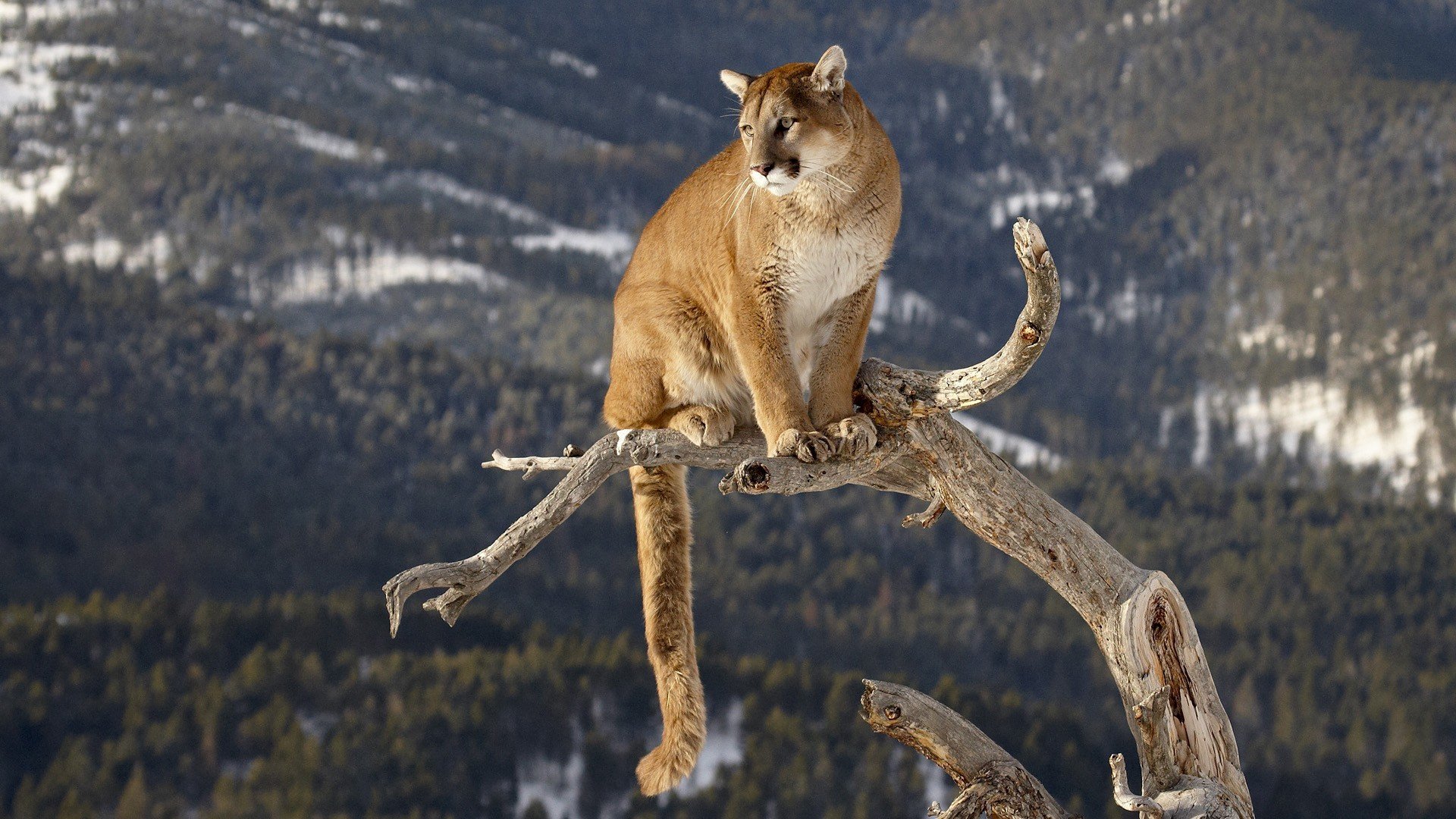 puma gato grande tronco león de montaña