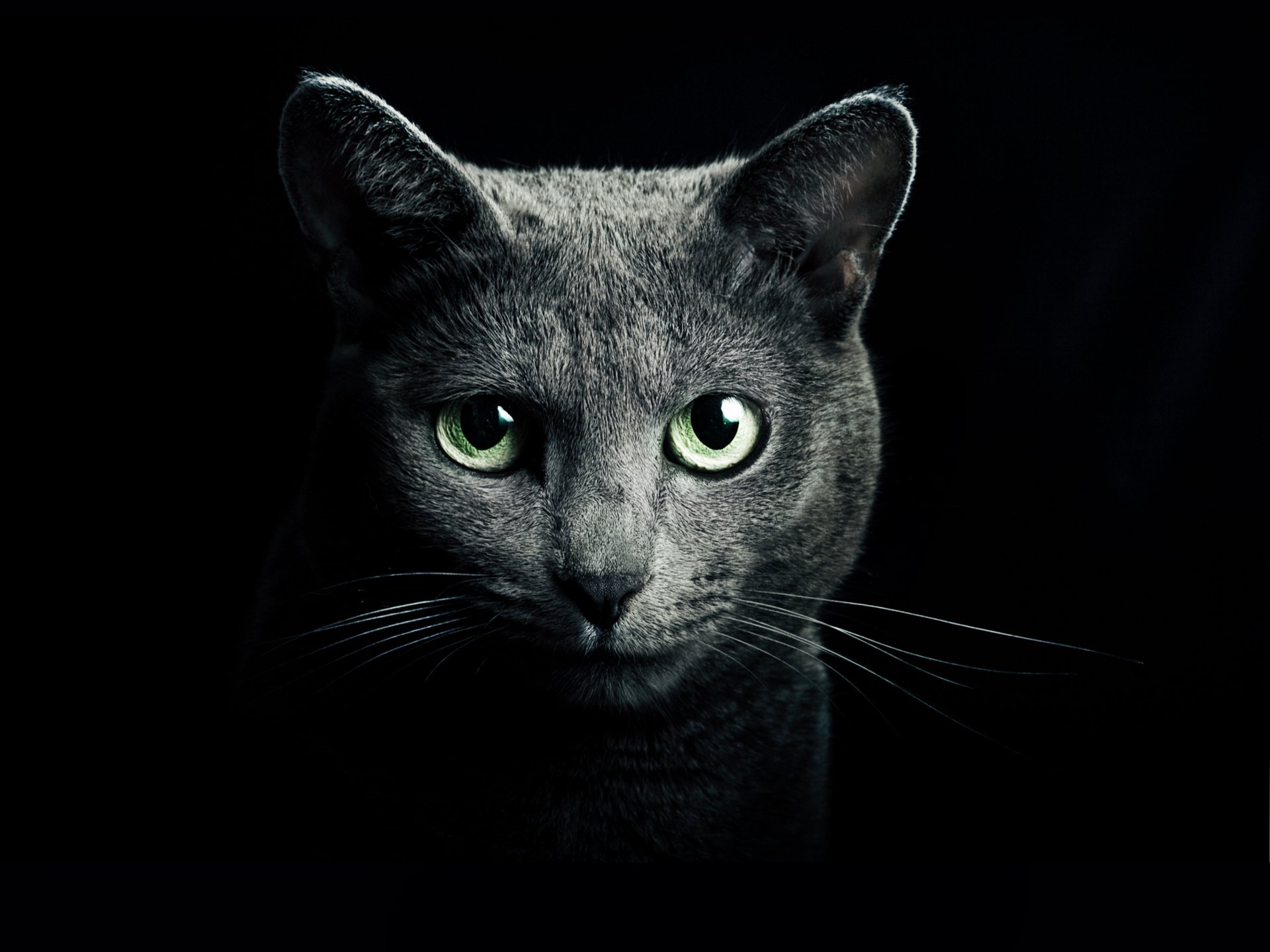 gato gato gris raza ruso azul ojos verde mirada fondo negro