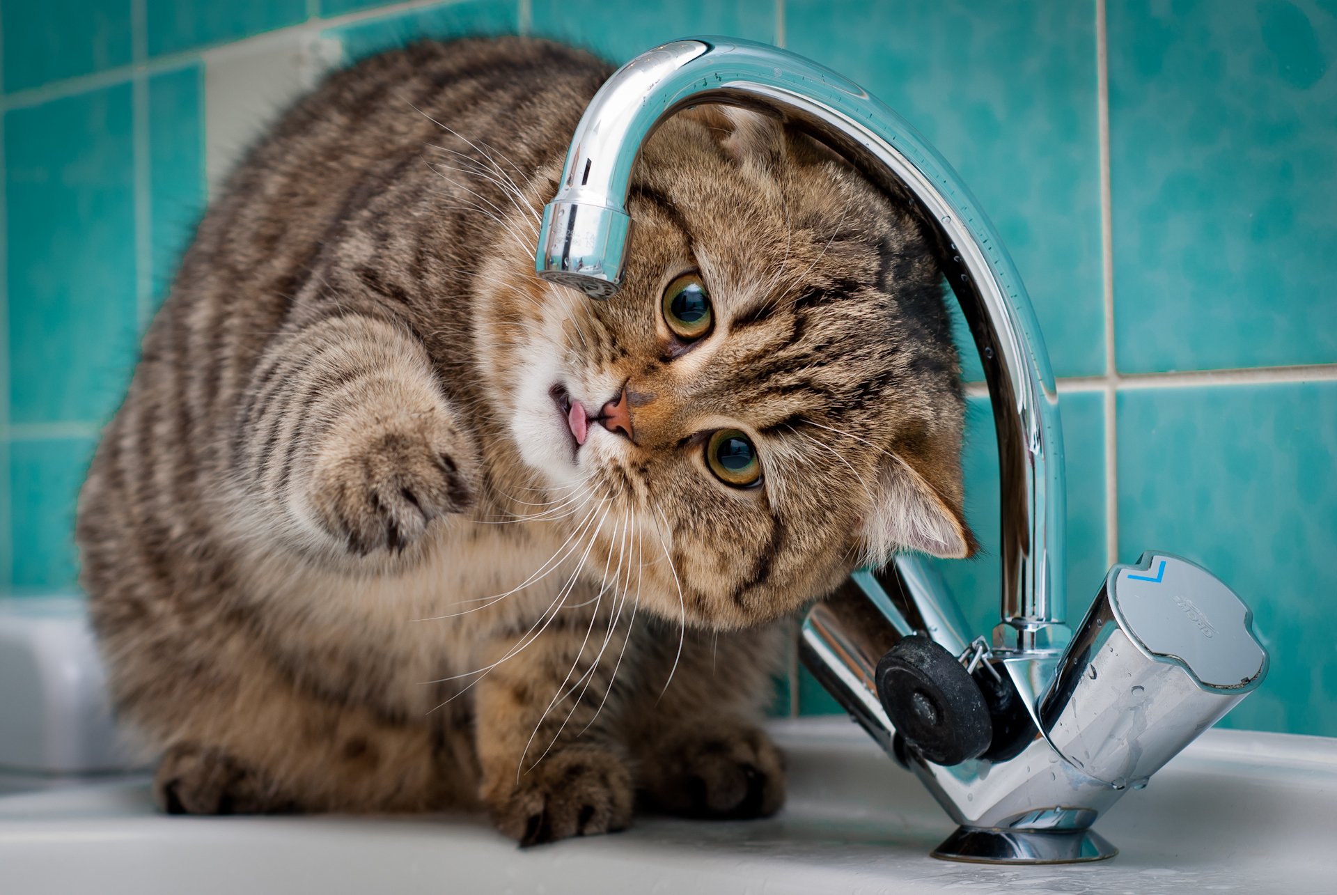 gatto rubinetto lavandino bagno piastrelle verdi