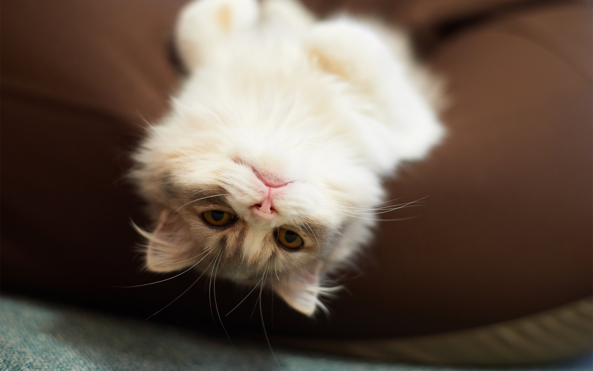 katze katze flauschig ruhe kissen nach oben