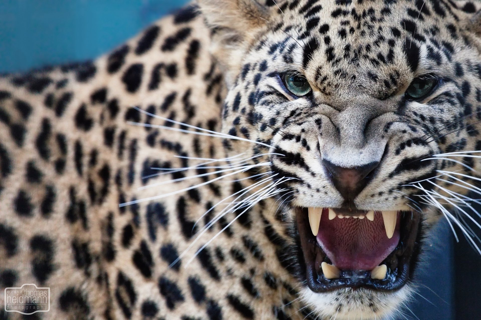 leopard predator fall fangs grin