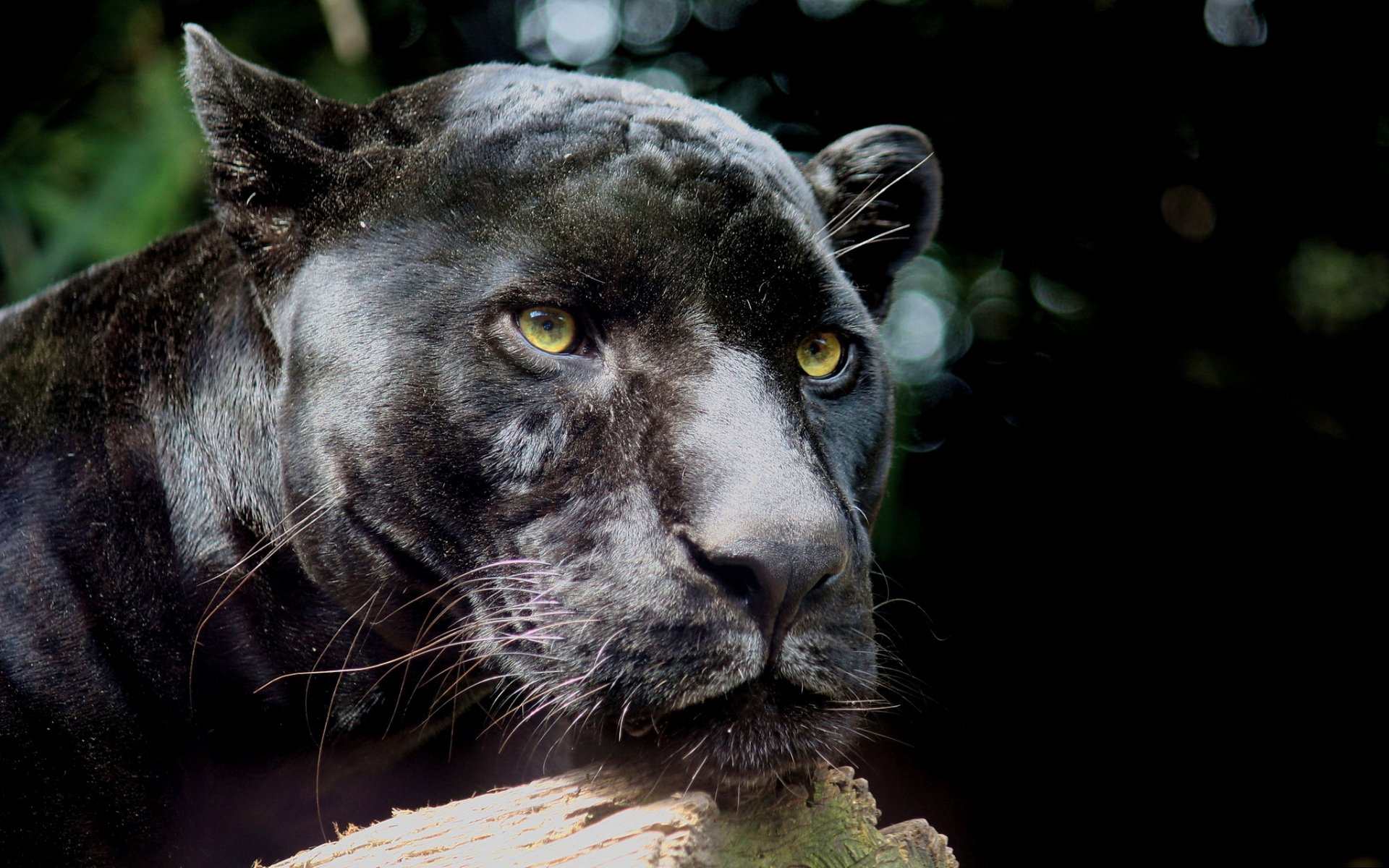 leopardo pantera pardus pantera muso baffi predatore riposo