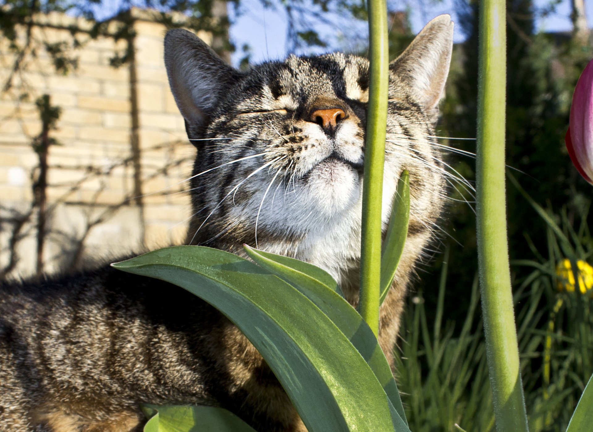 chat animal se trouve soleil se réchauffe fleurs tige