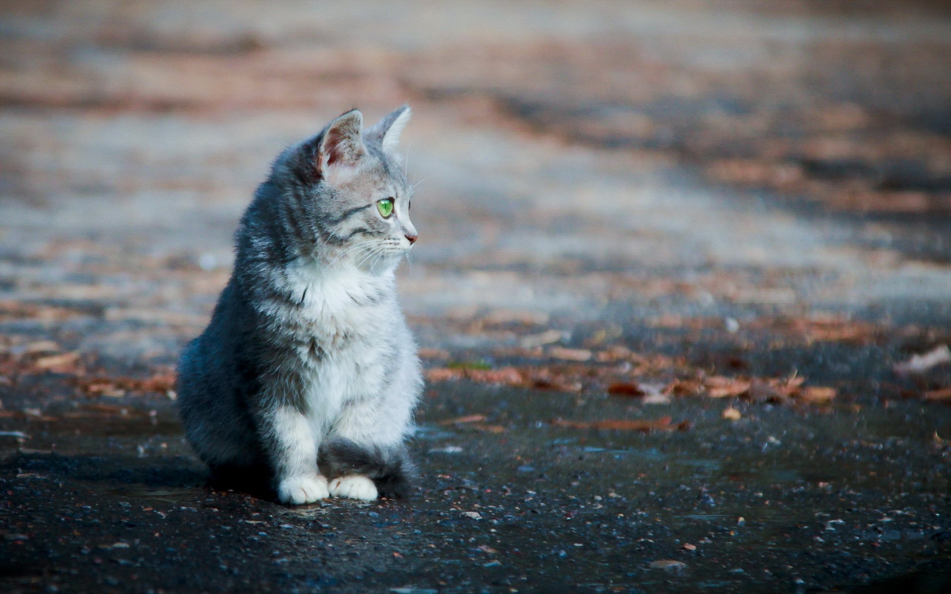 gatto strada sfondo