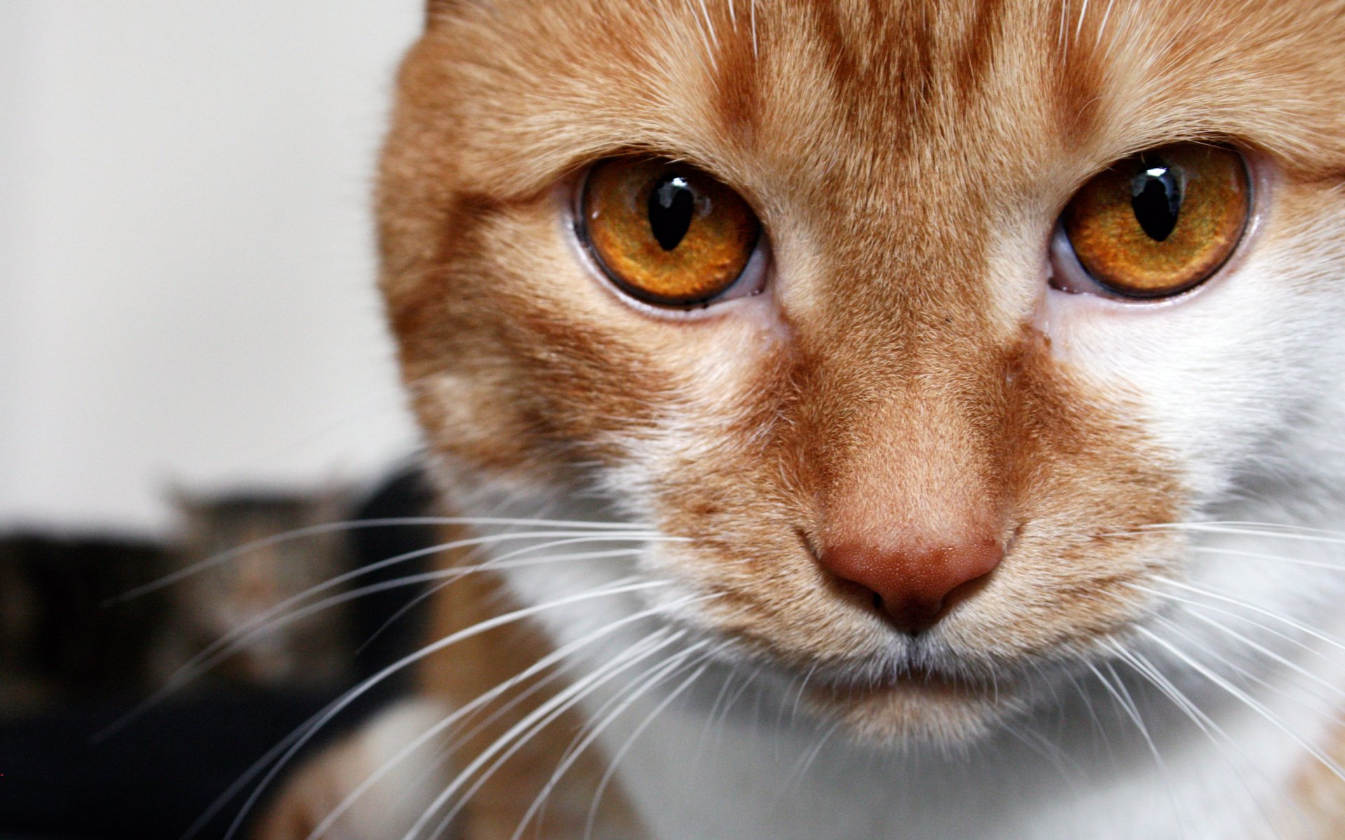 cat cat ginger looks brown eyes macro white striped