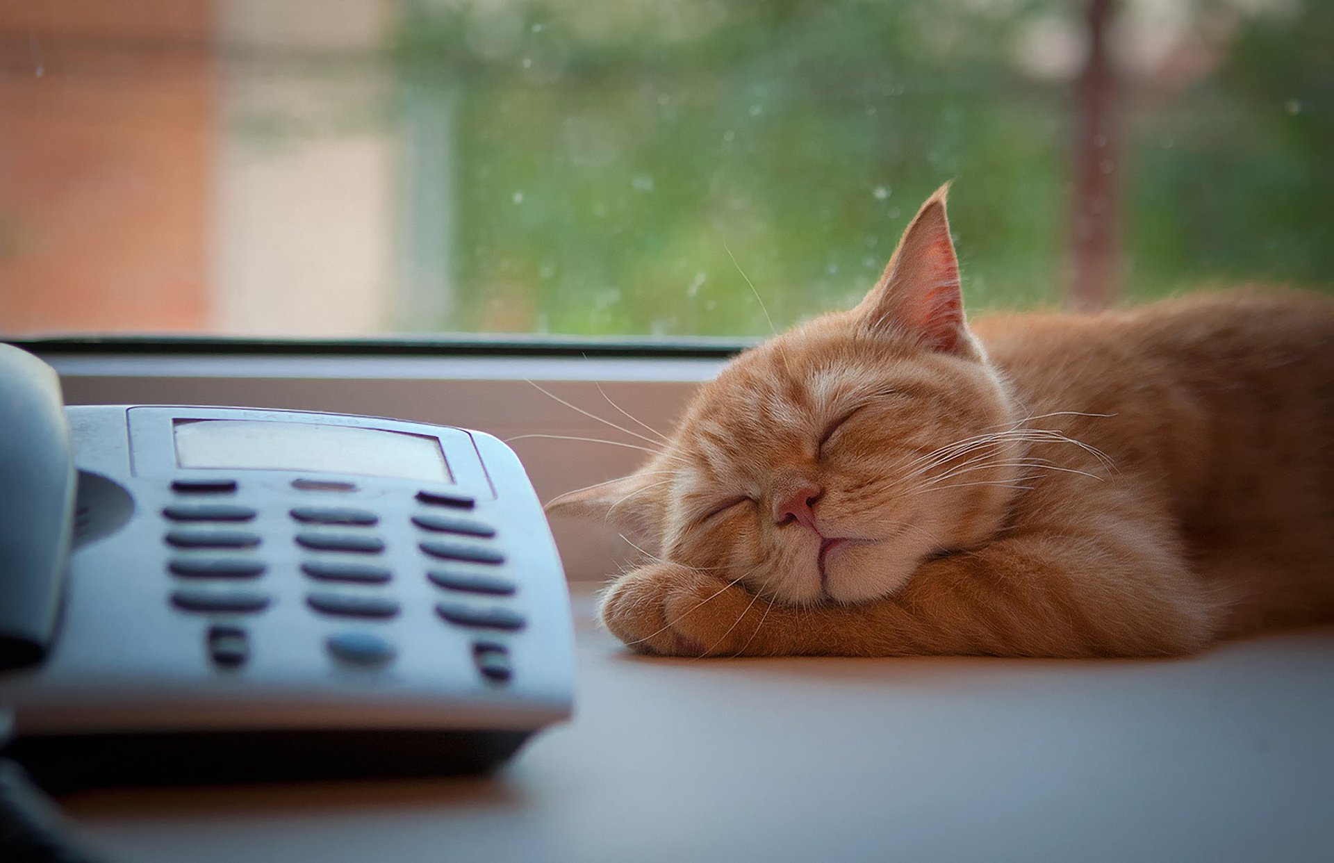 gato pelirroja durmiendo ventana