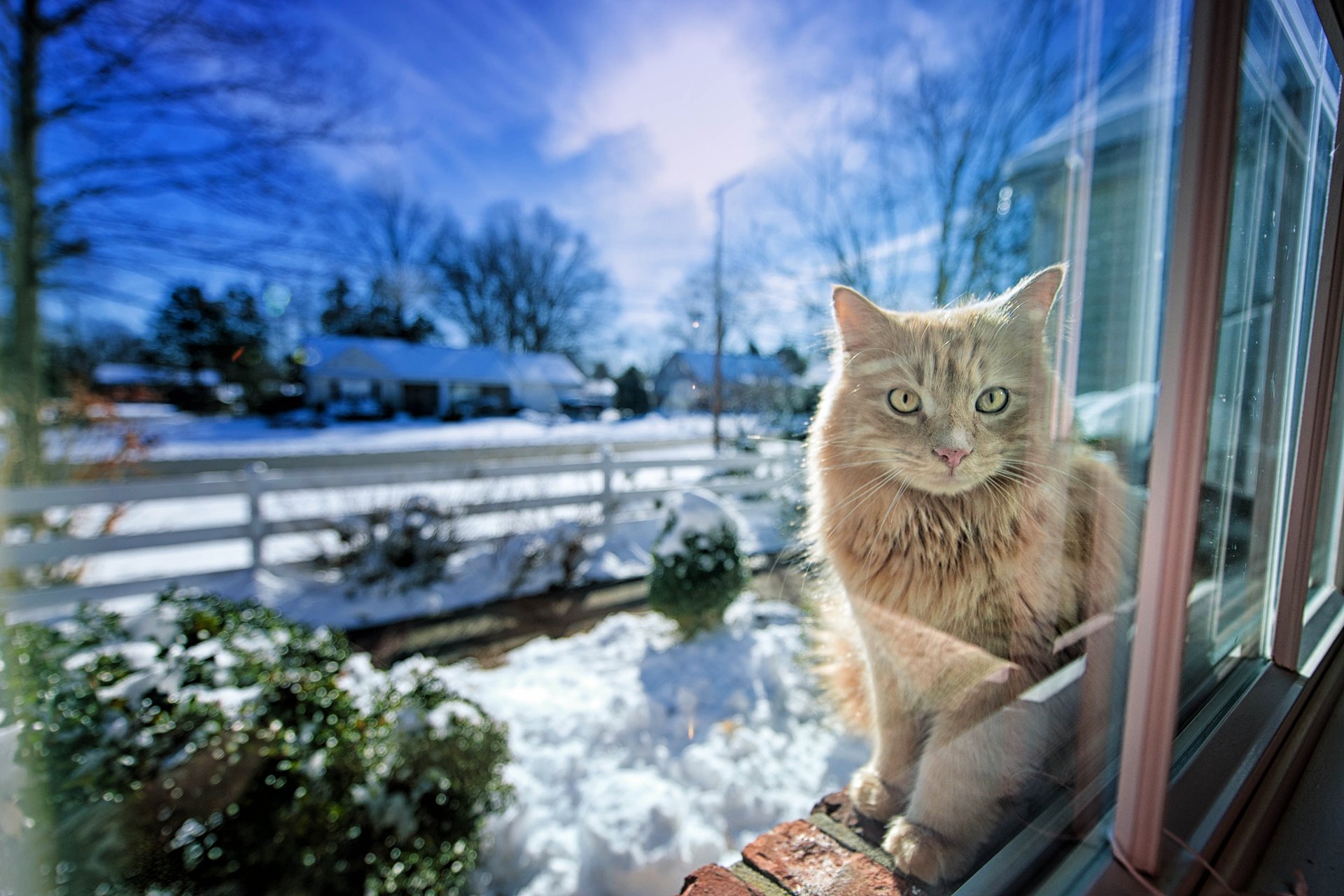 cat winter window light gregory j scott photography