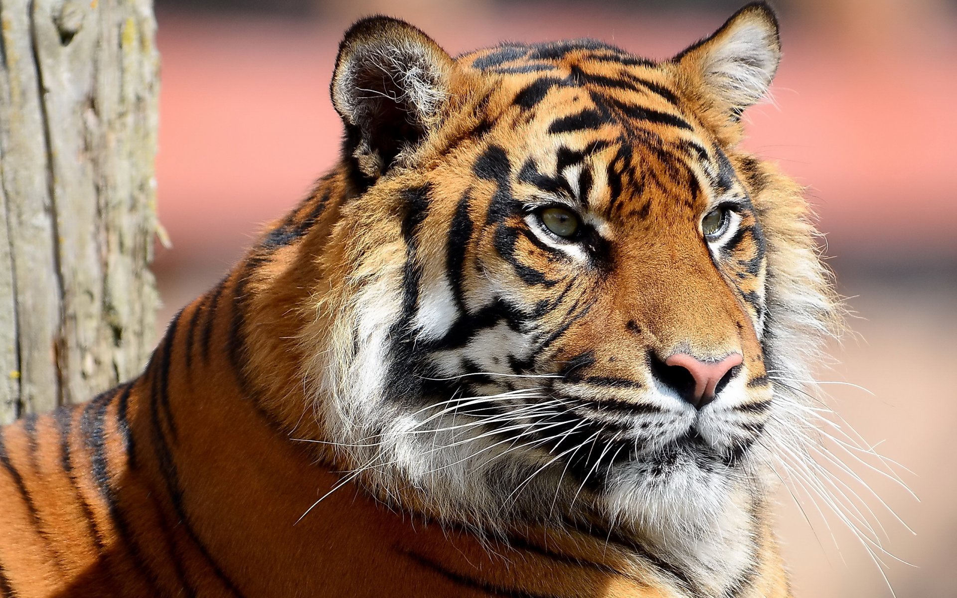 tigre museau moustache rayures à la recherche