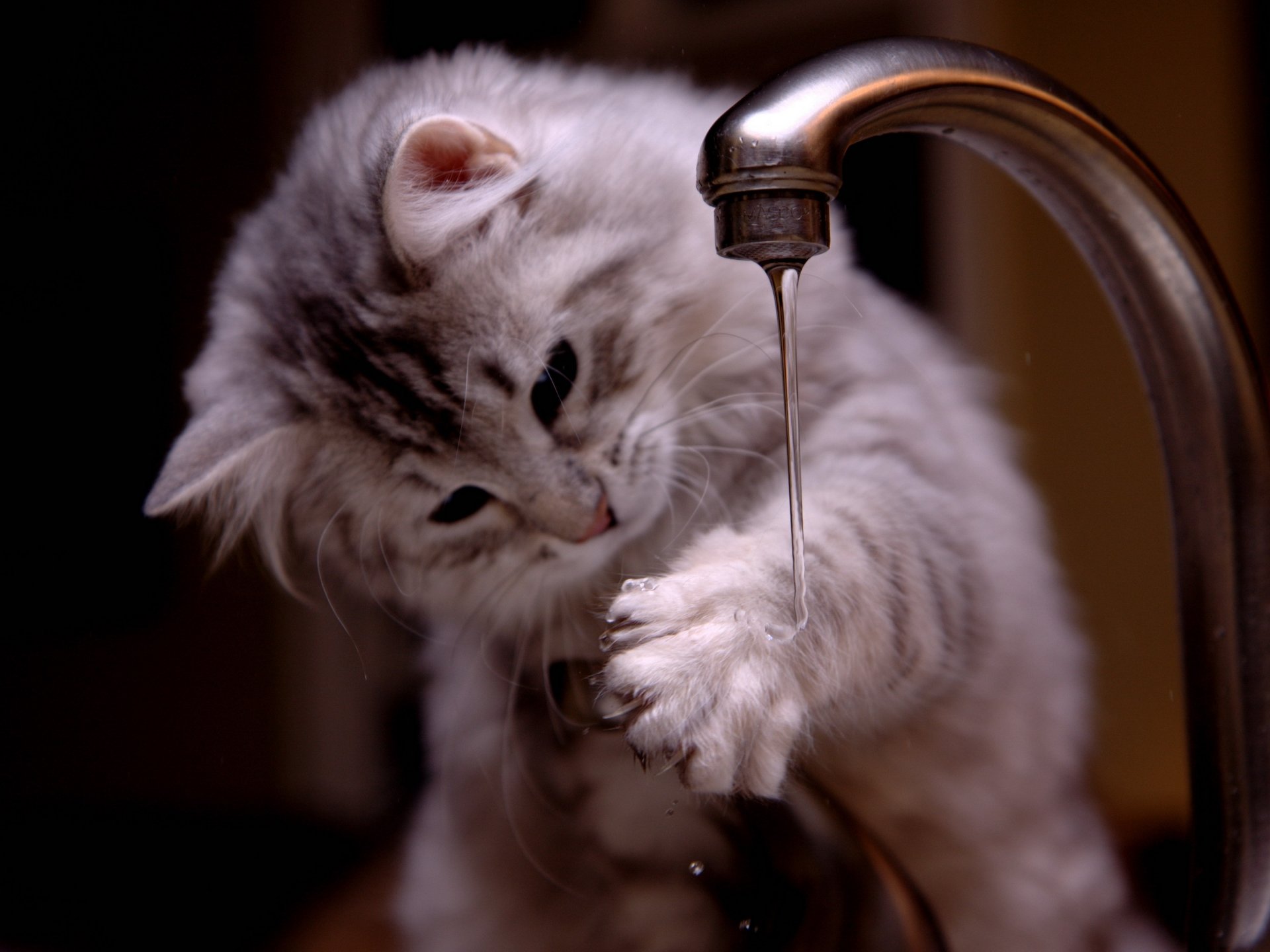 grey kitten paw water valve