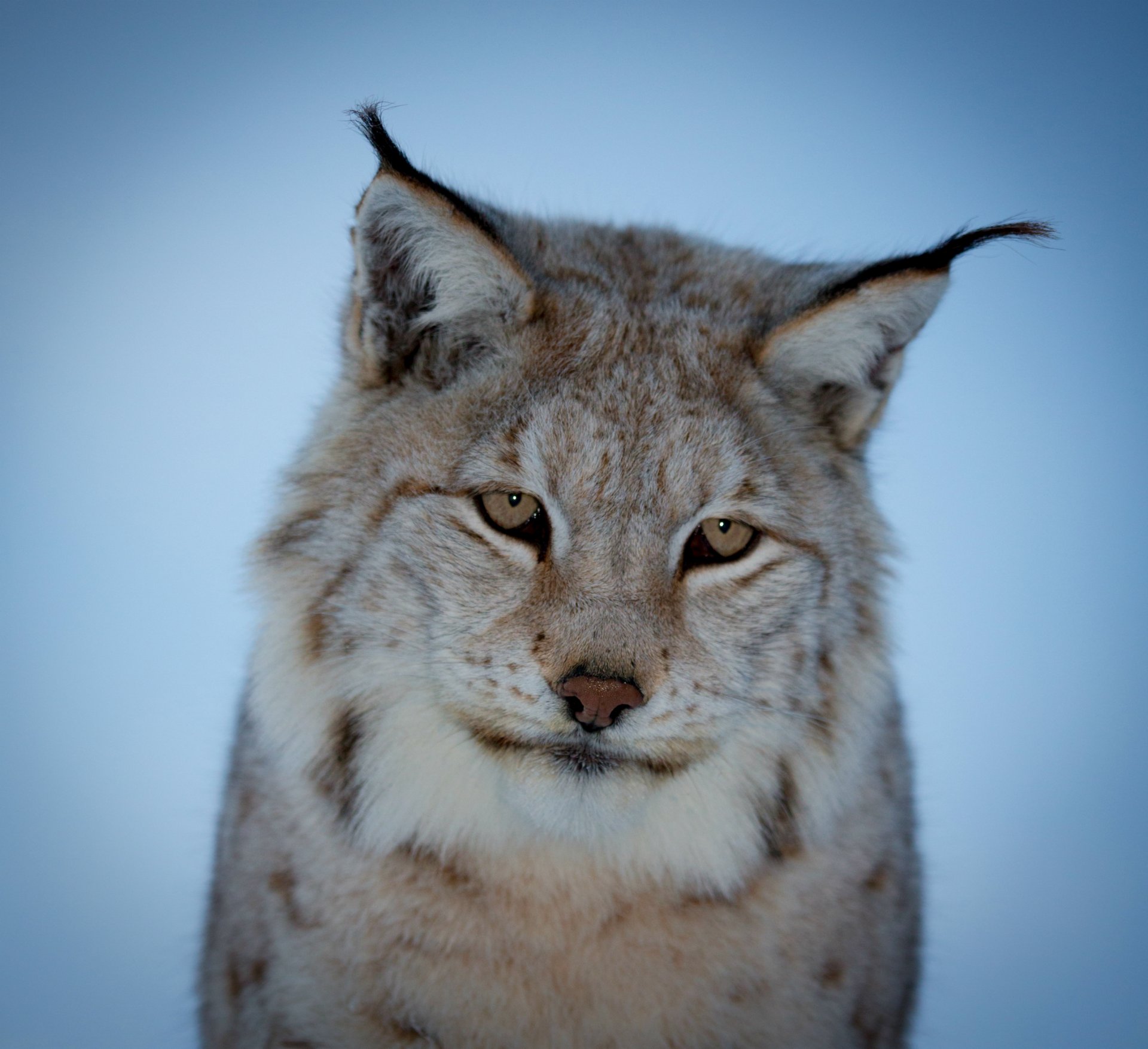 lince muso pensoso sguardo sfondo blu