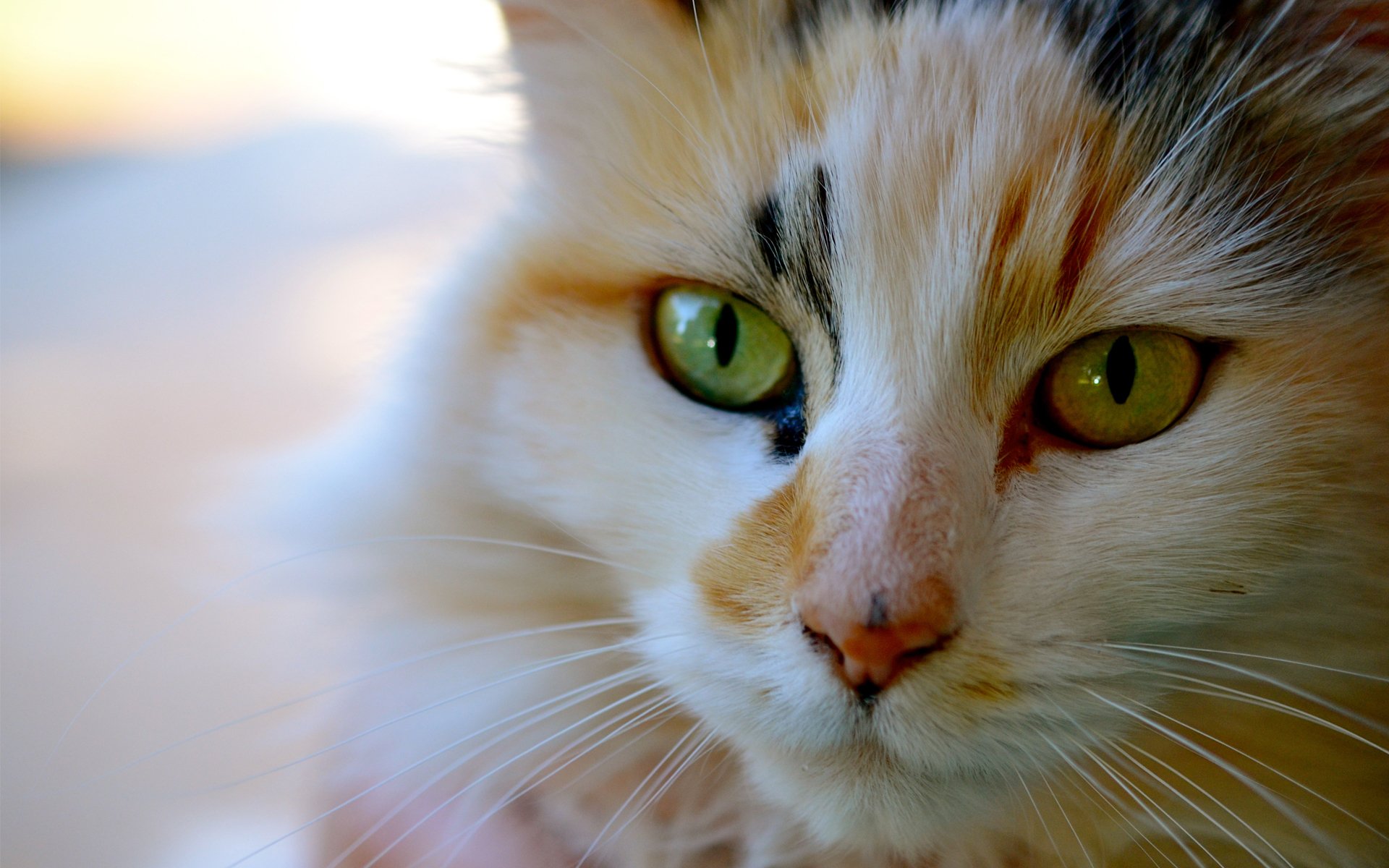 chat chat museau moustache chat tricolore