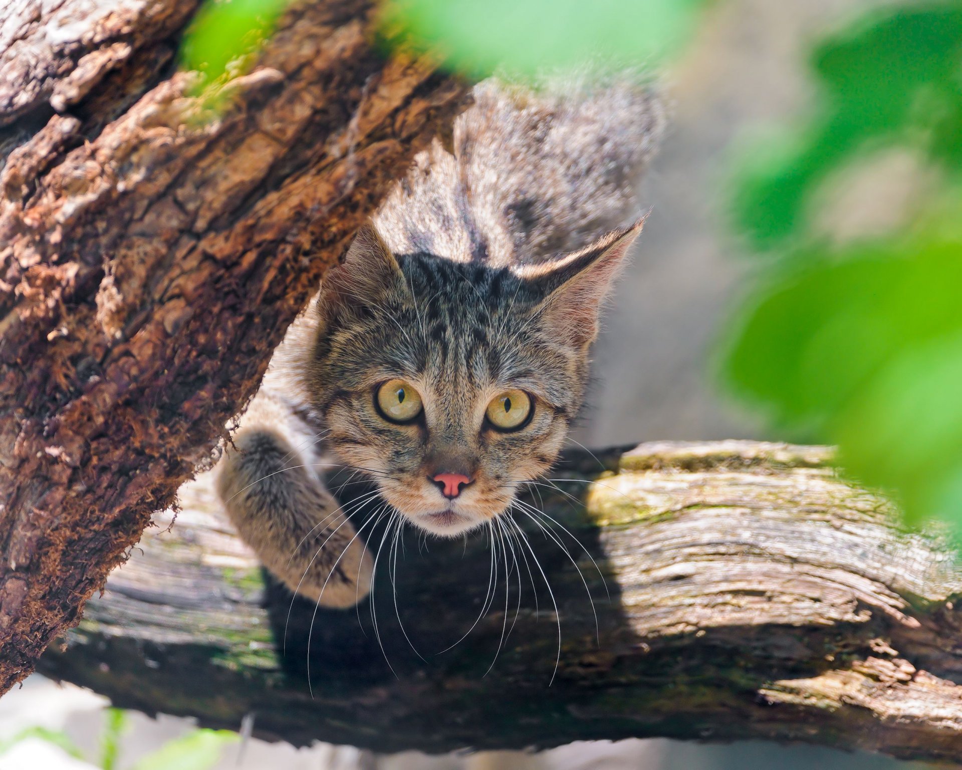 wild cat дикая кошка морда взгляд