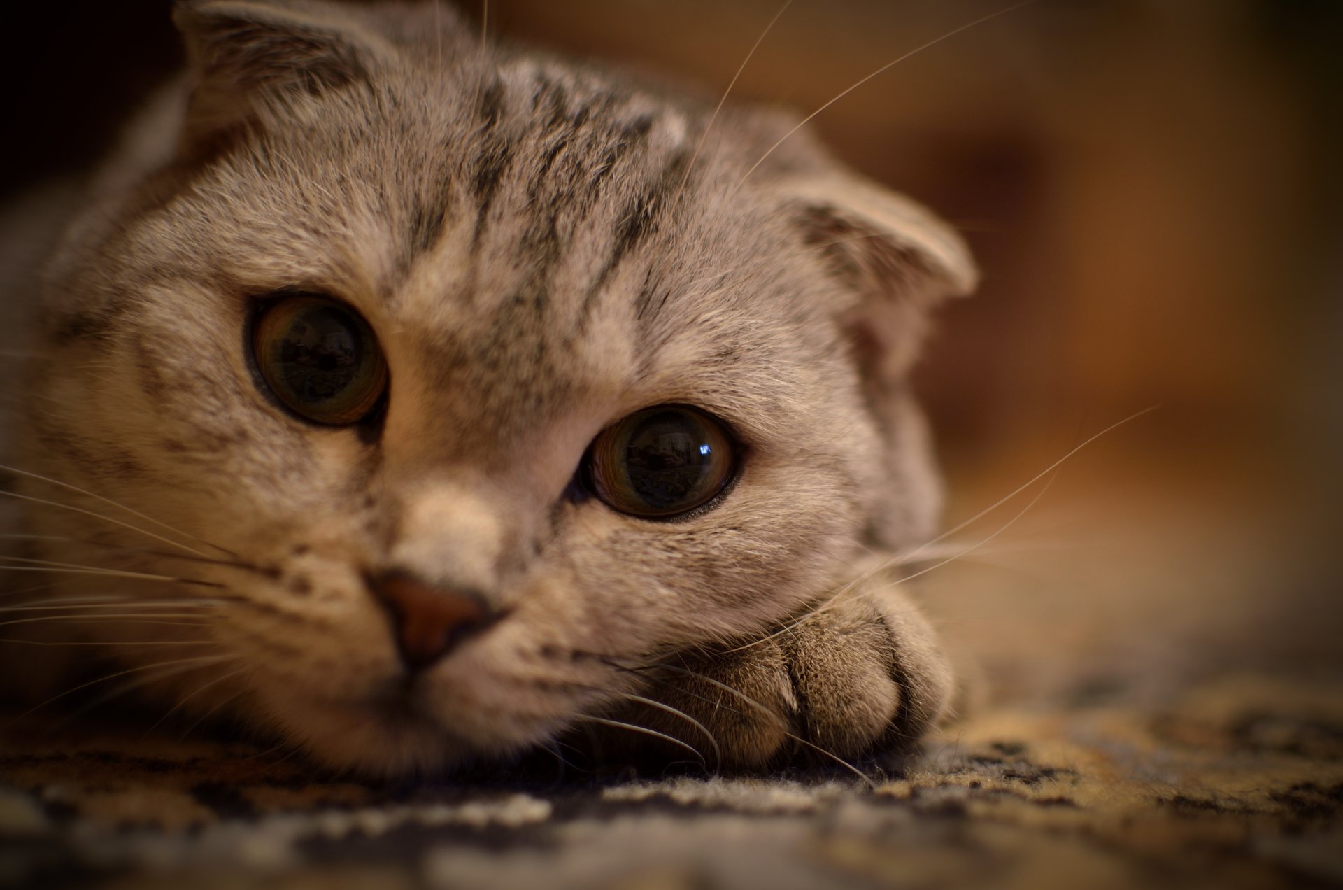 ojos bigote se encuentra en la pata gato gato mirada animales gatos gatito