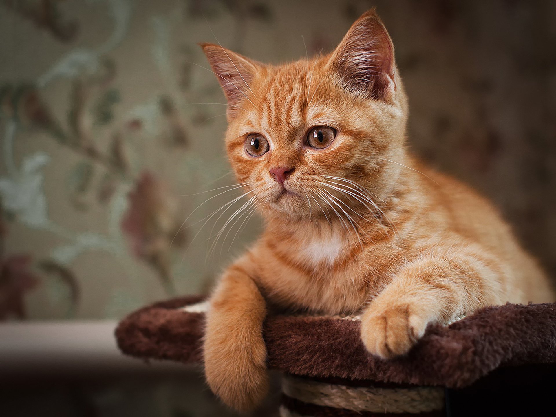 chat roux yeux moustache