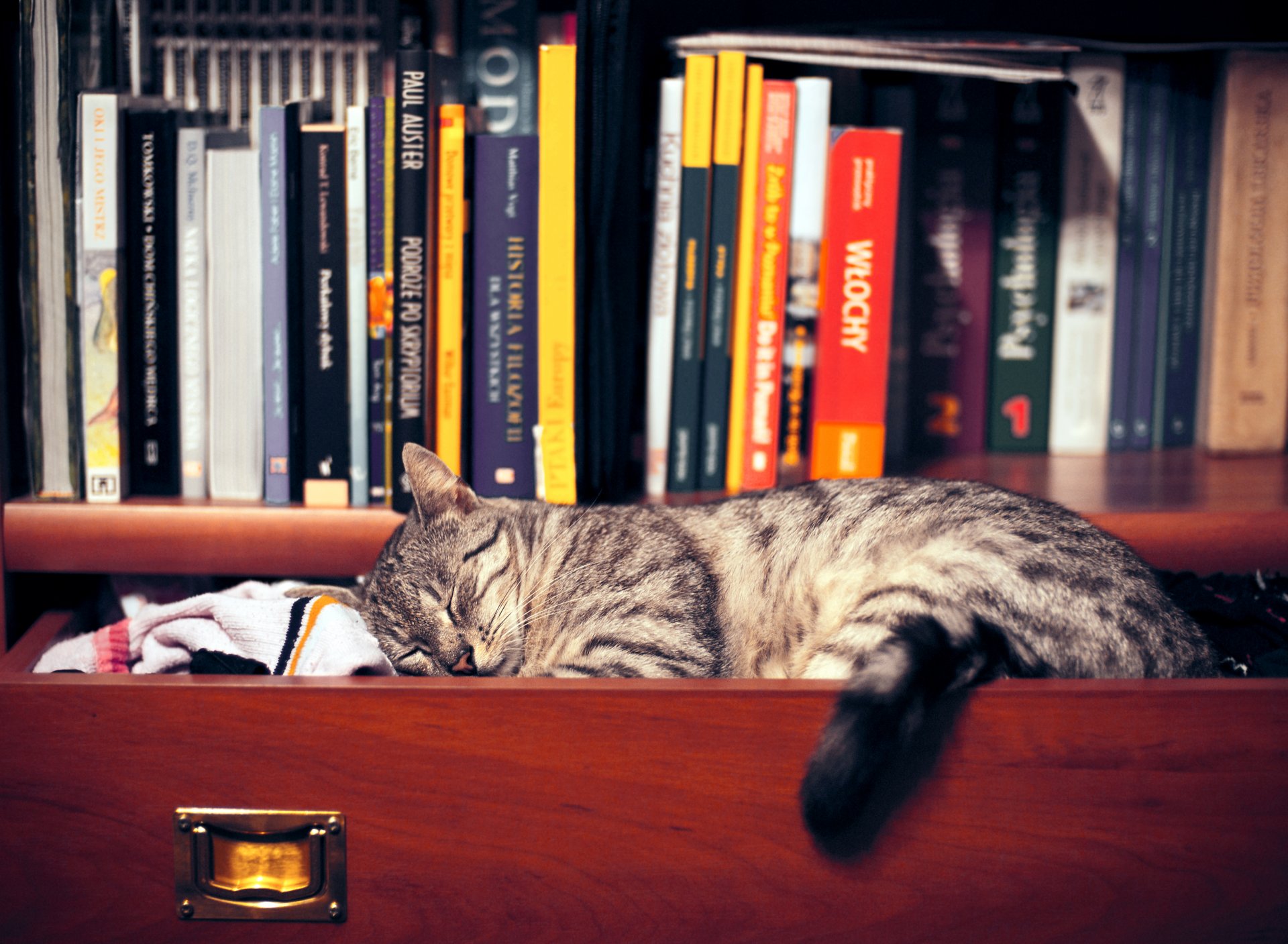 cat shelf wardrobe books clothing sleeping