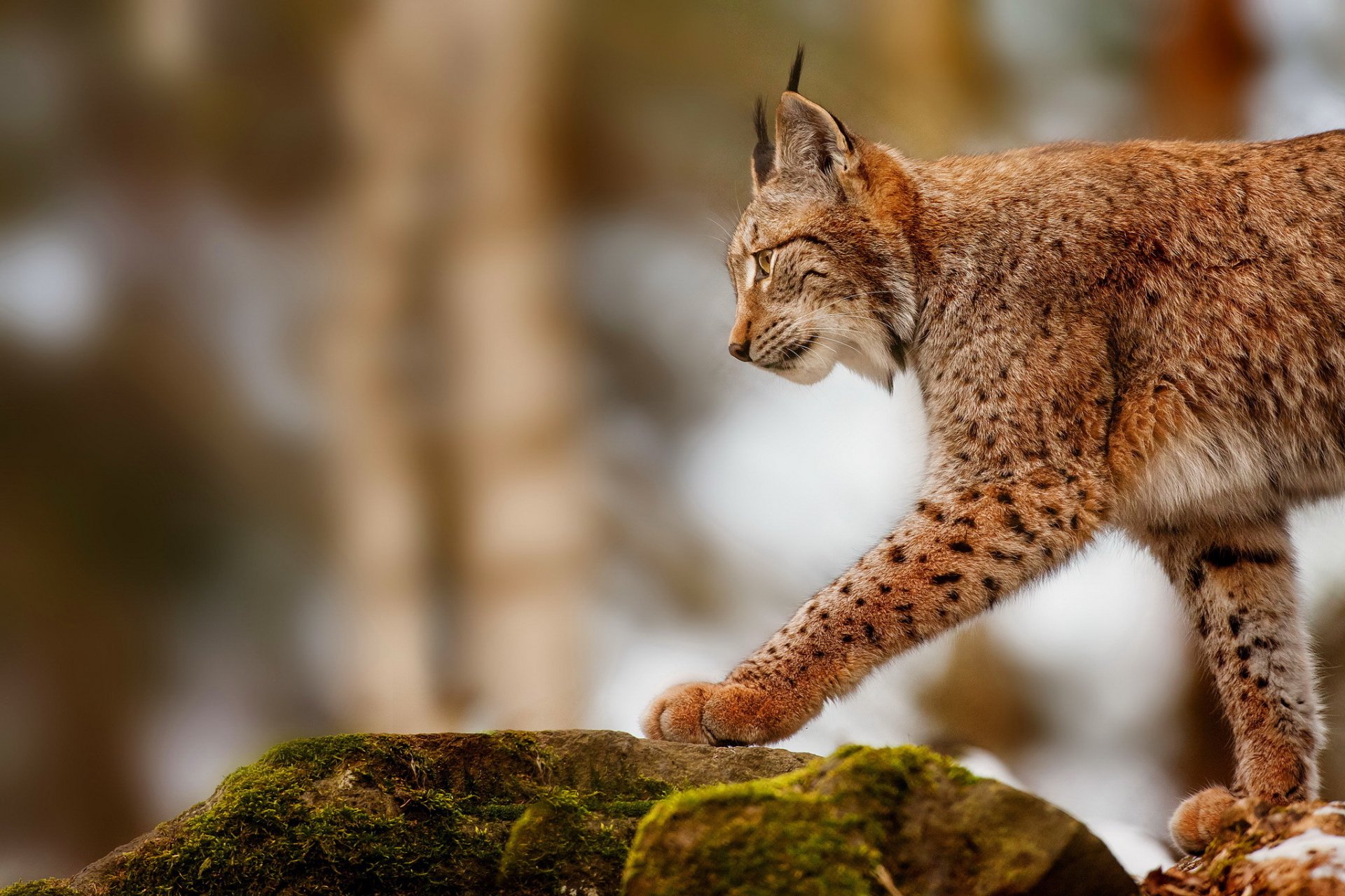 lynx stones hunt section predator