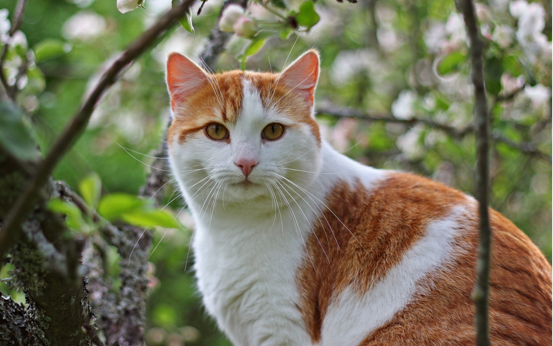 chat chat chat rouge arbre branches moustache museau