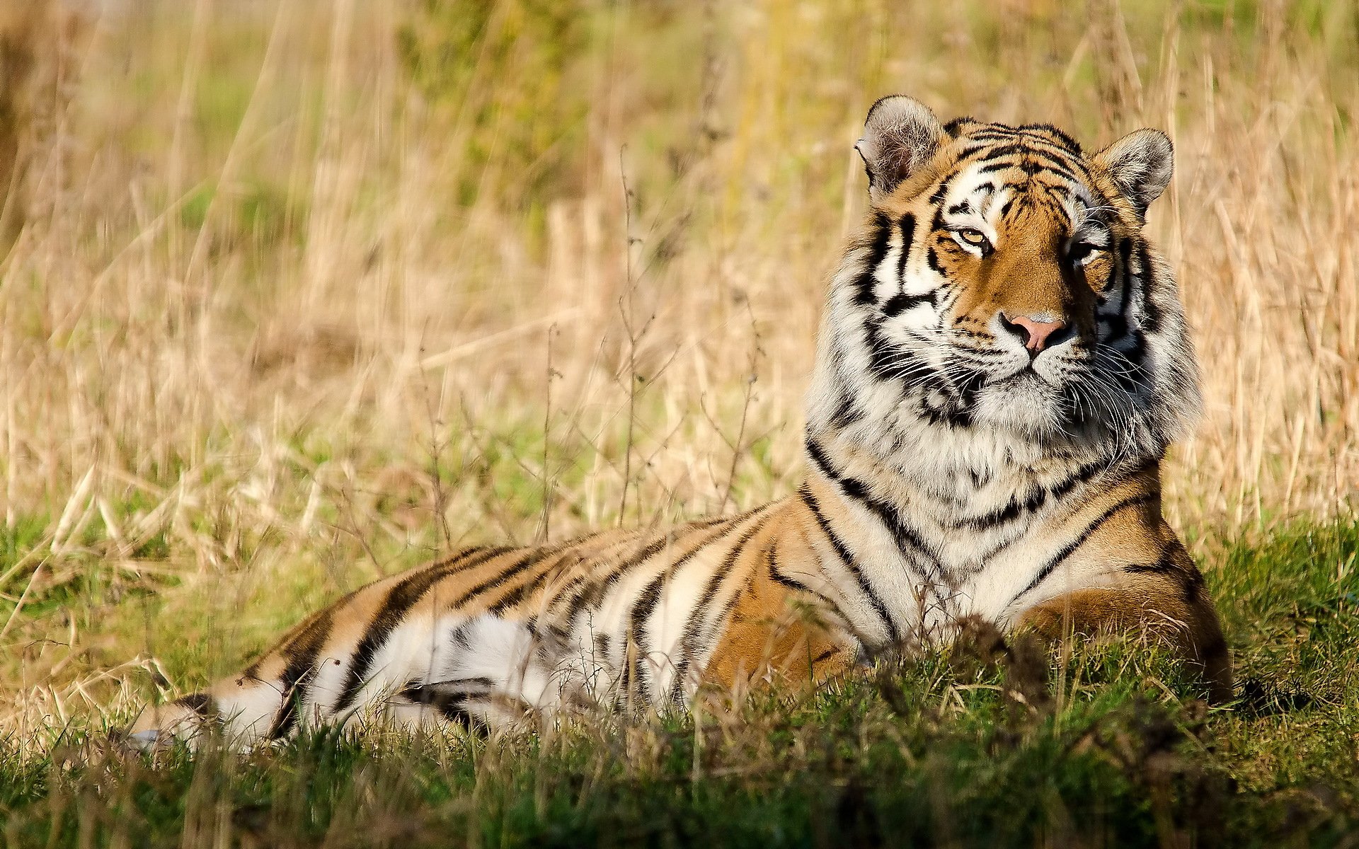 tigre museau herbe repos paix