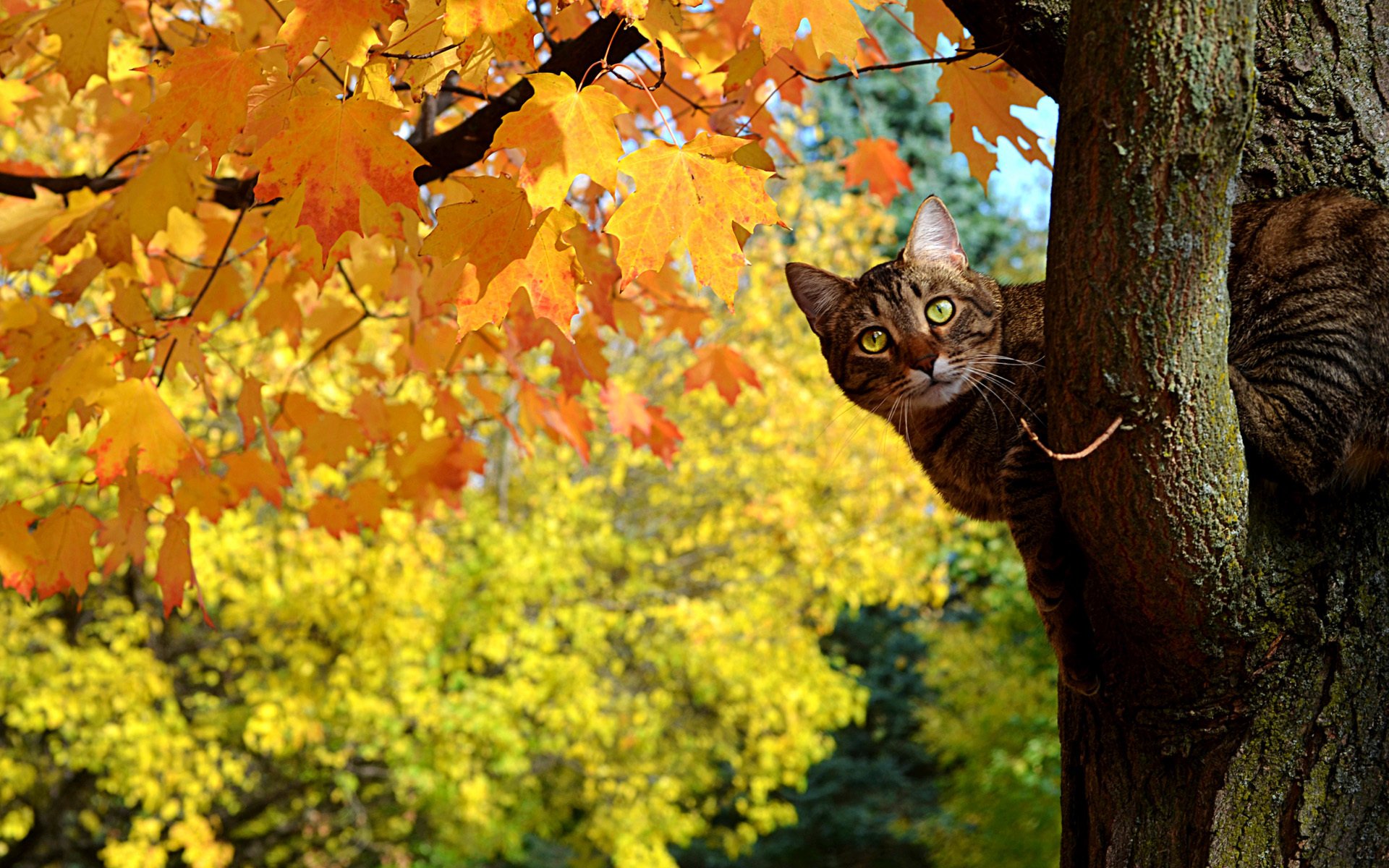 cat kote autumn tree maple leaves yellow peep