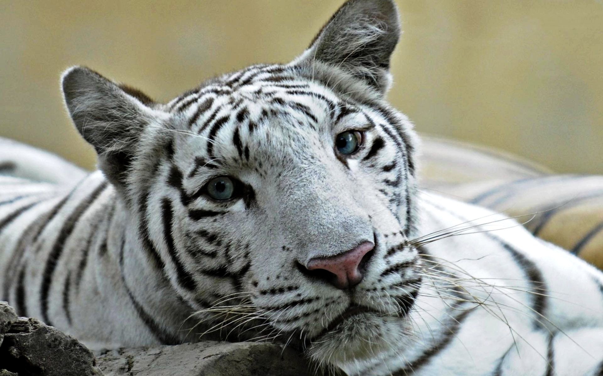 ligre blanco cruce tigre y león gato ojos azul foto