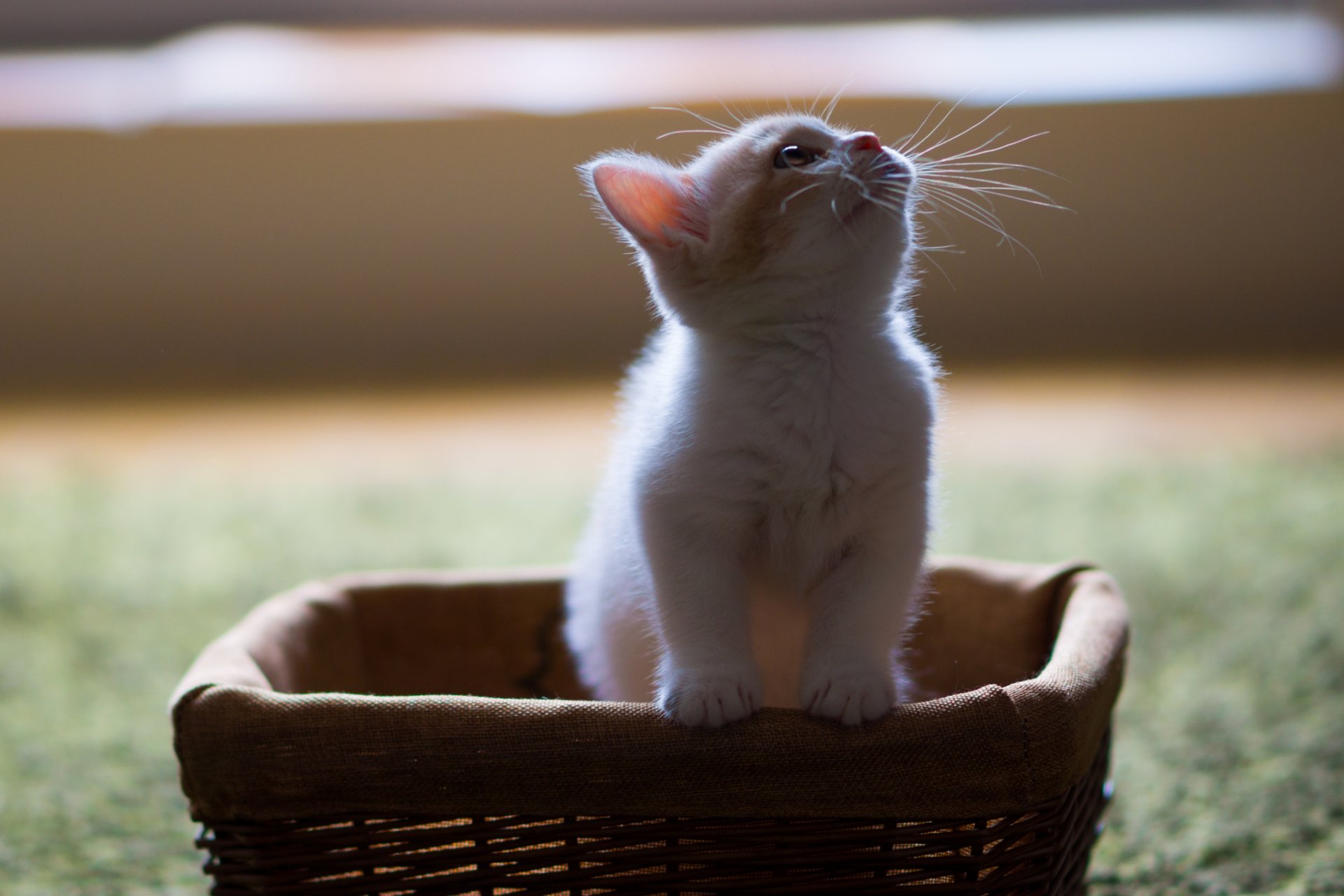 hannah © benjamin torode basket