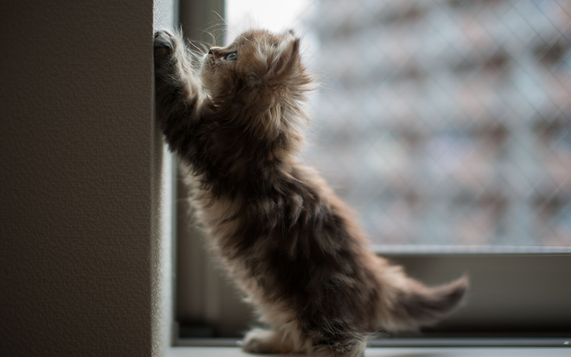 katze kätzchen gänseblümchen ben torte ecke fenster wand