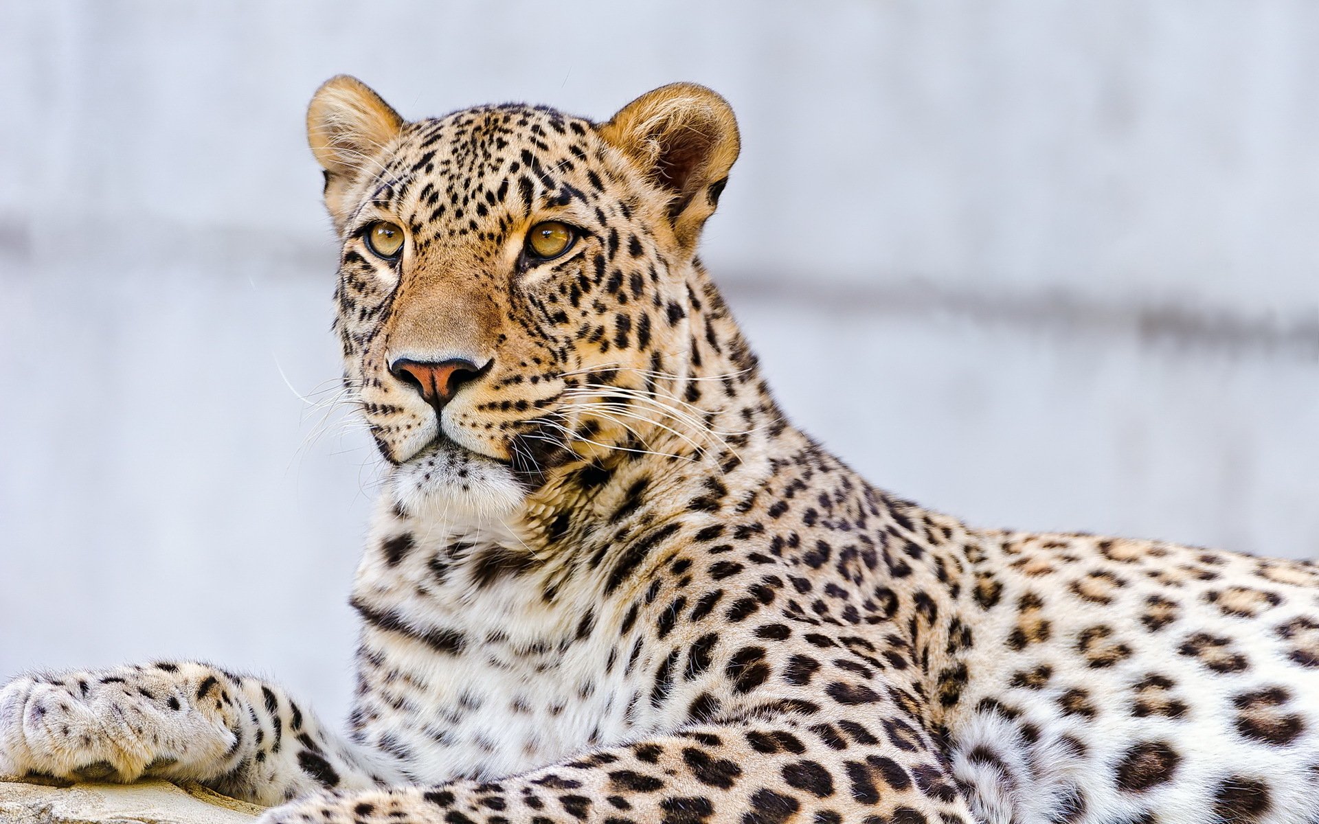 leopardo zampa muso baffi sguardo macchiato si trova pietra