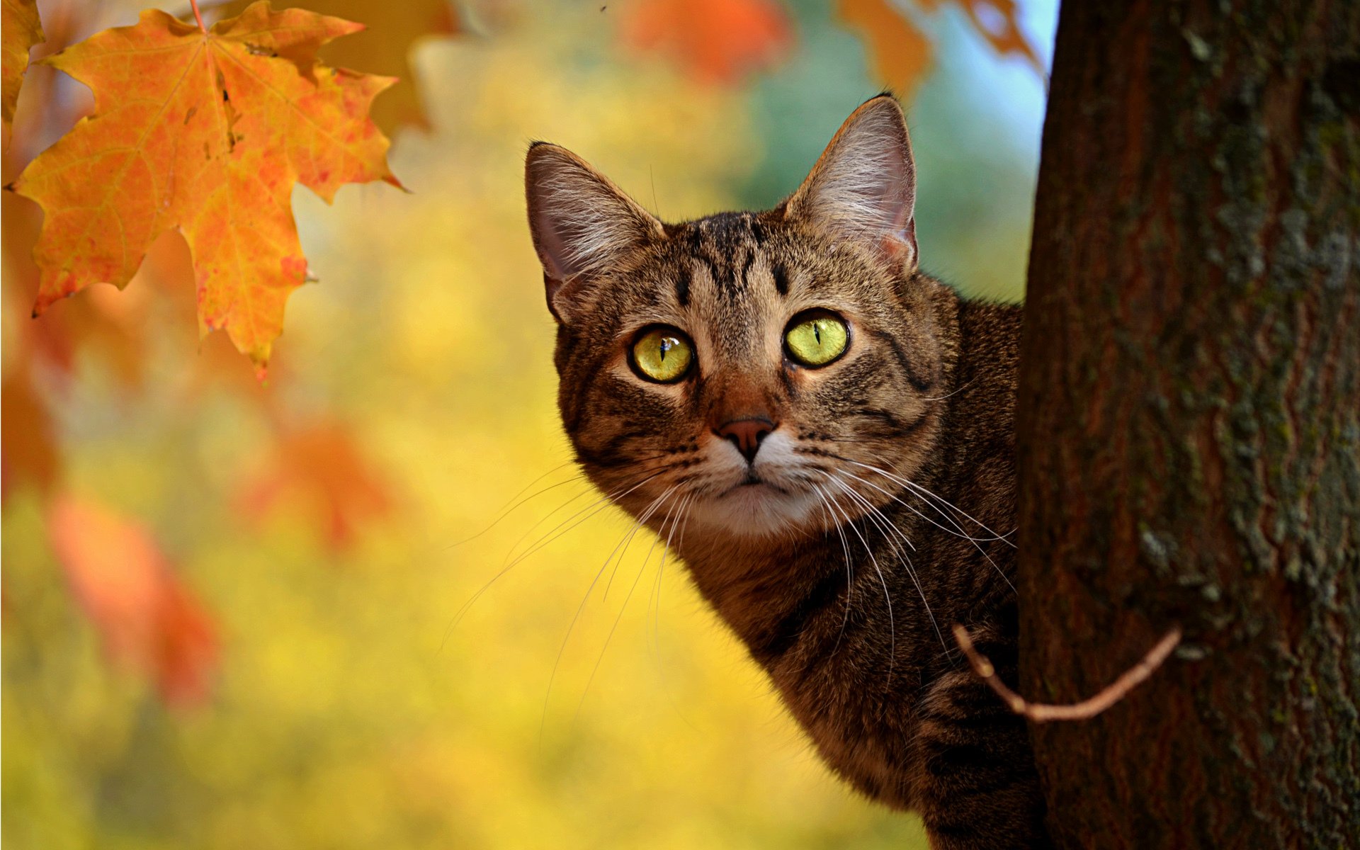 katze herbst baum stamm späht blätter gelb ahorn