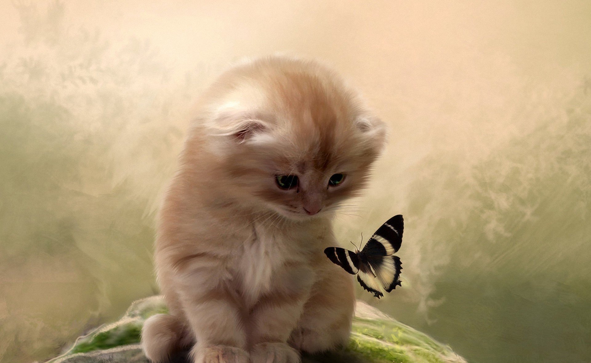 katze kätzchen schmetterling aufmerksamkeit hintergrund