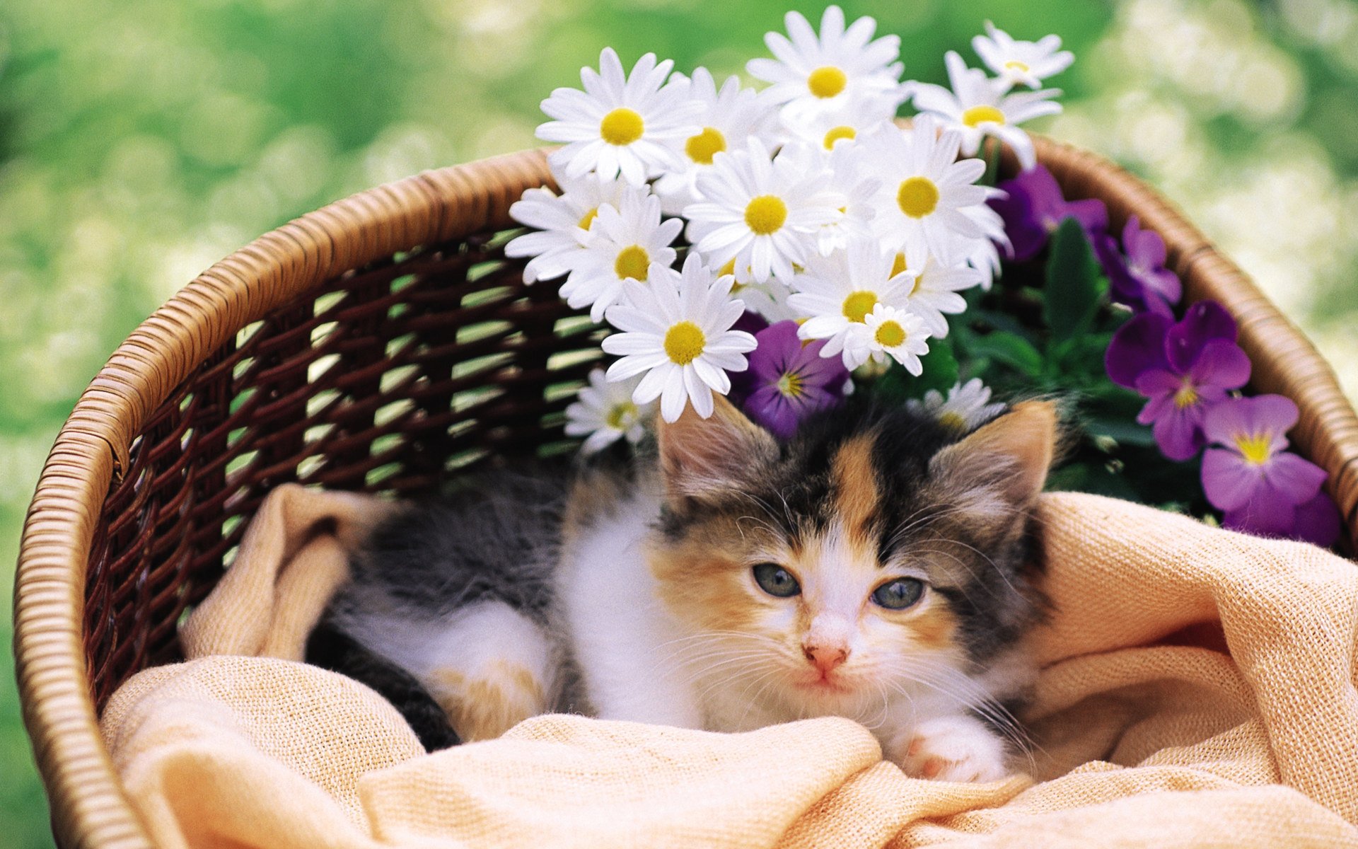 chaton chat fleurs kote chatte chat