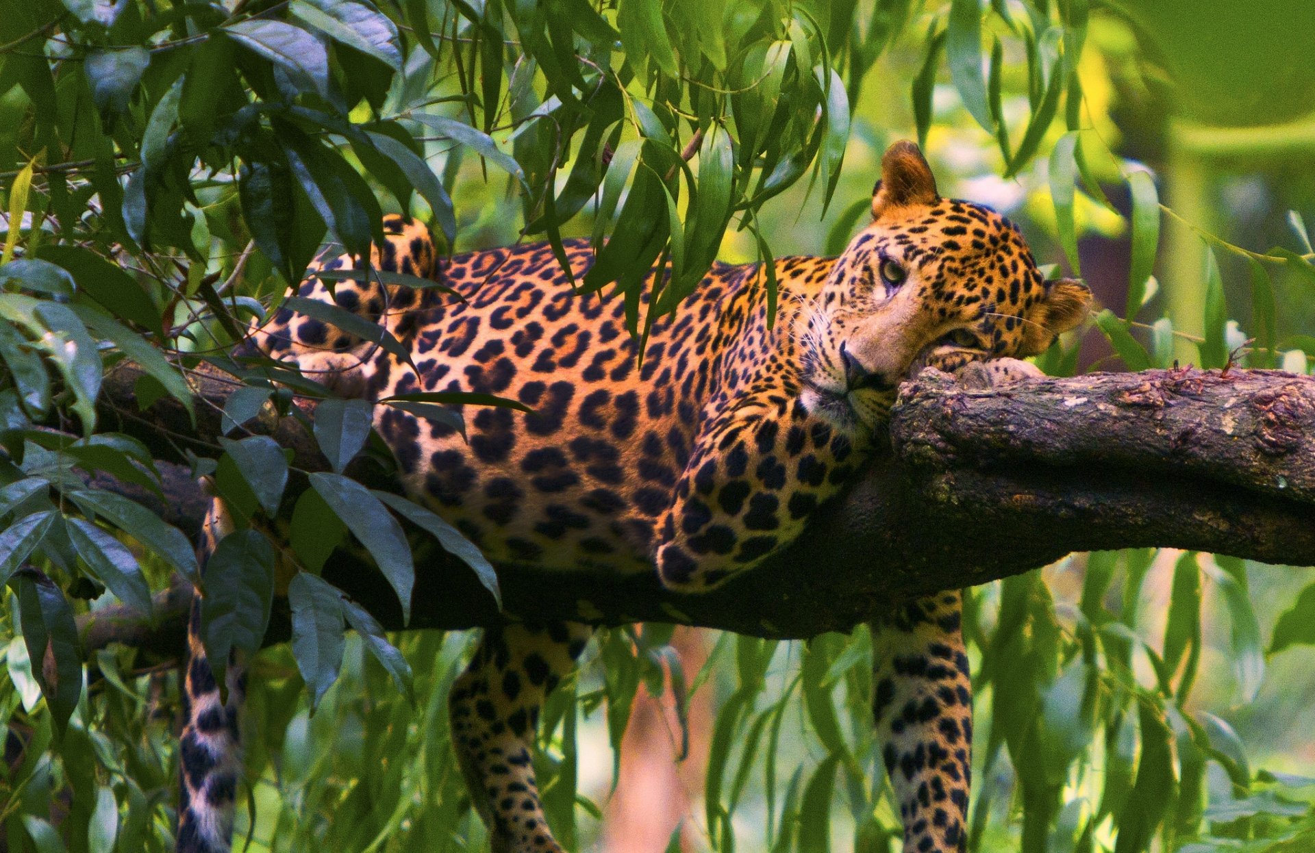 leopardo árbol hojas depredador descanso