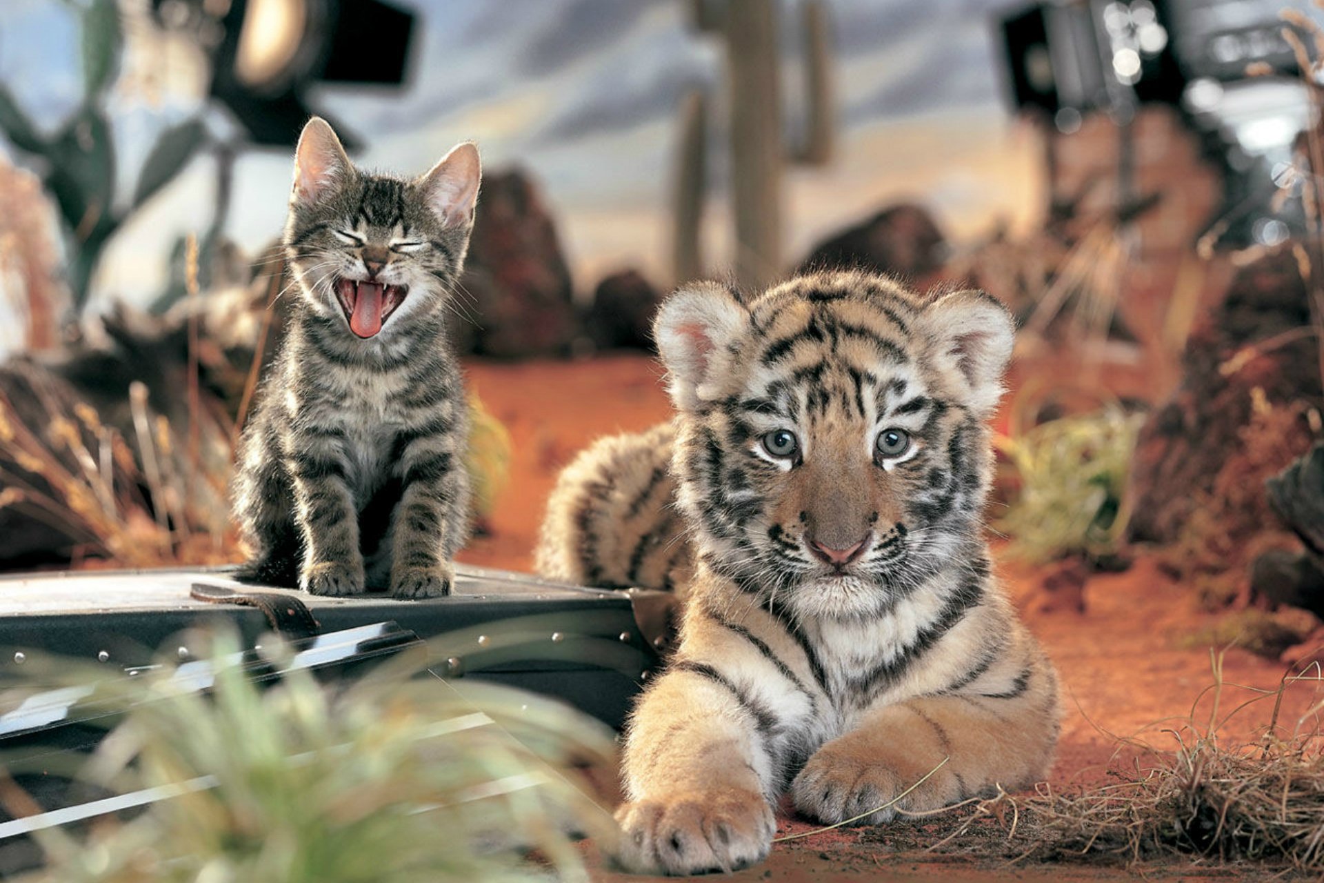 katze katze tiger freundschaft hintergrundbilder