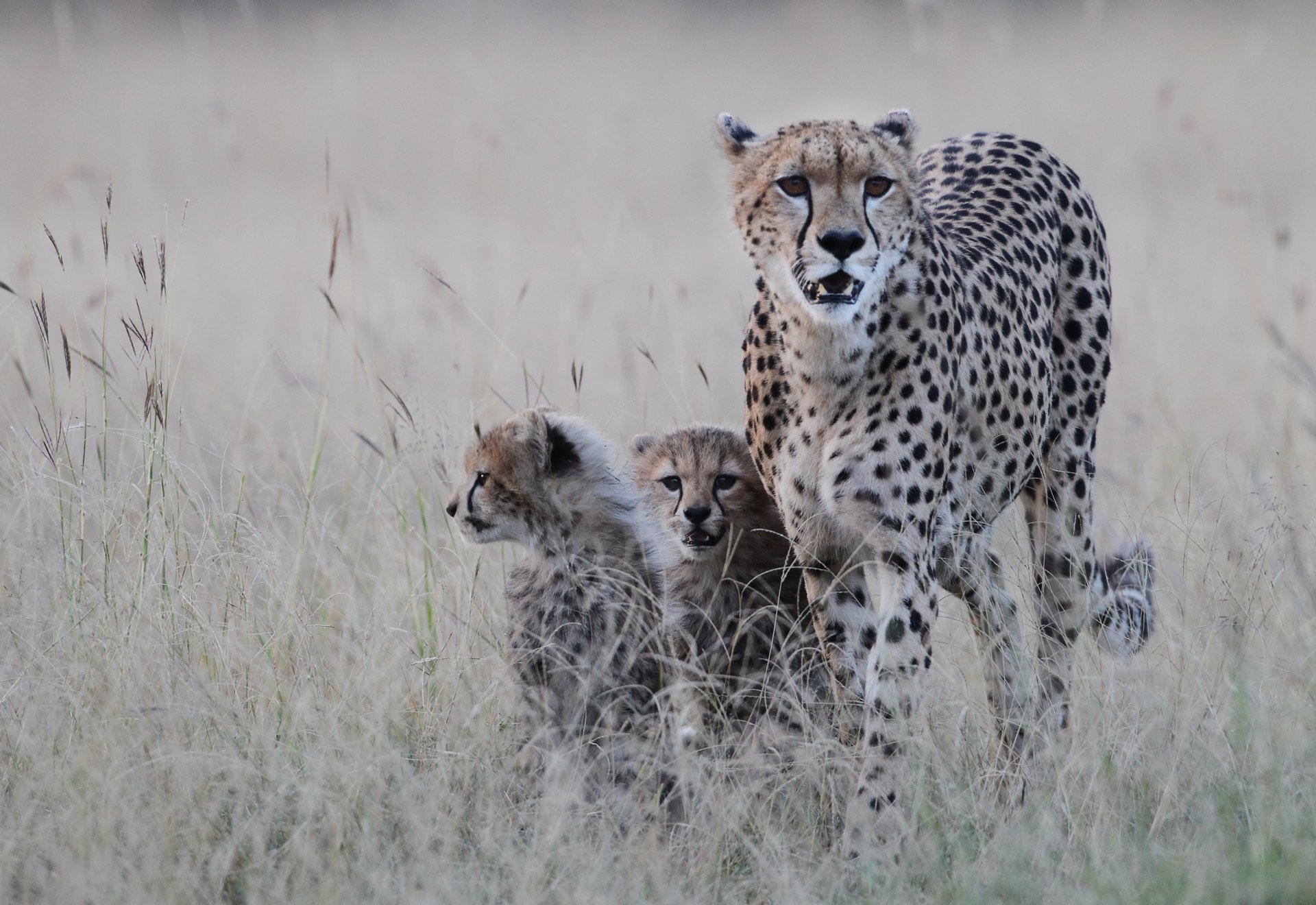 ghepardo chita gattini predatore