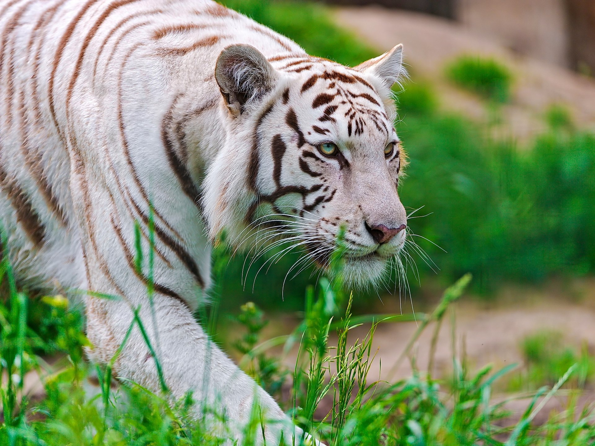 tigre bianco waite tigre muso predatore furtivamente