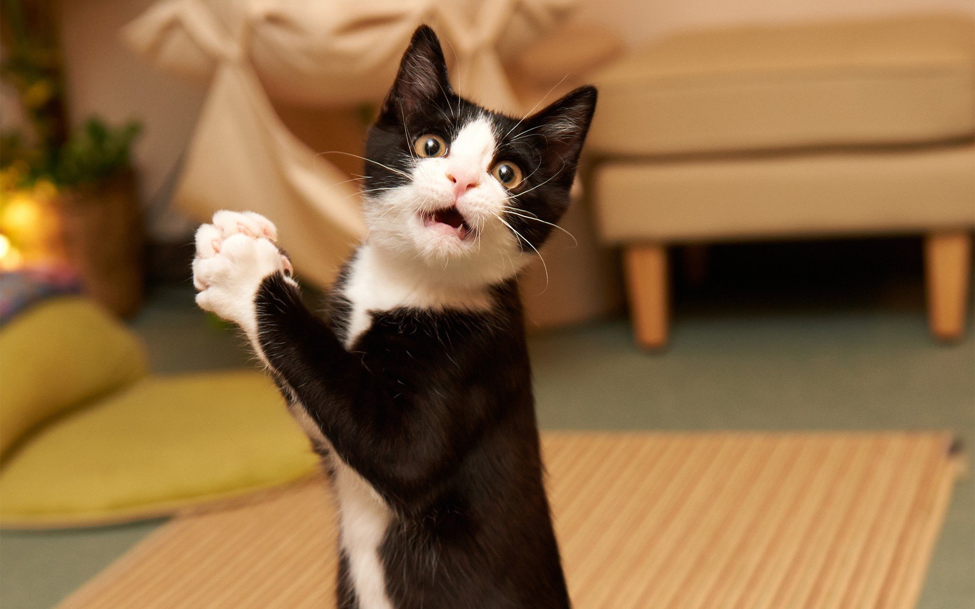 gato sorprendido sorprendido gatito humor sorprendido gato sorpresa guapo