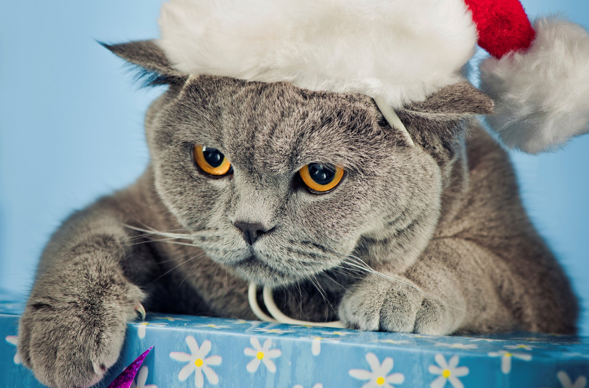 cat angry british gray hat christmas cat box paws claws muzzle eyes yellow